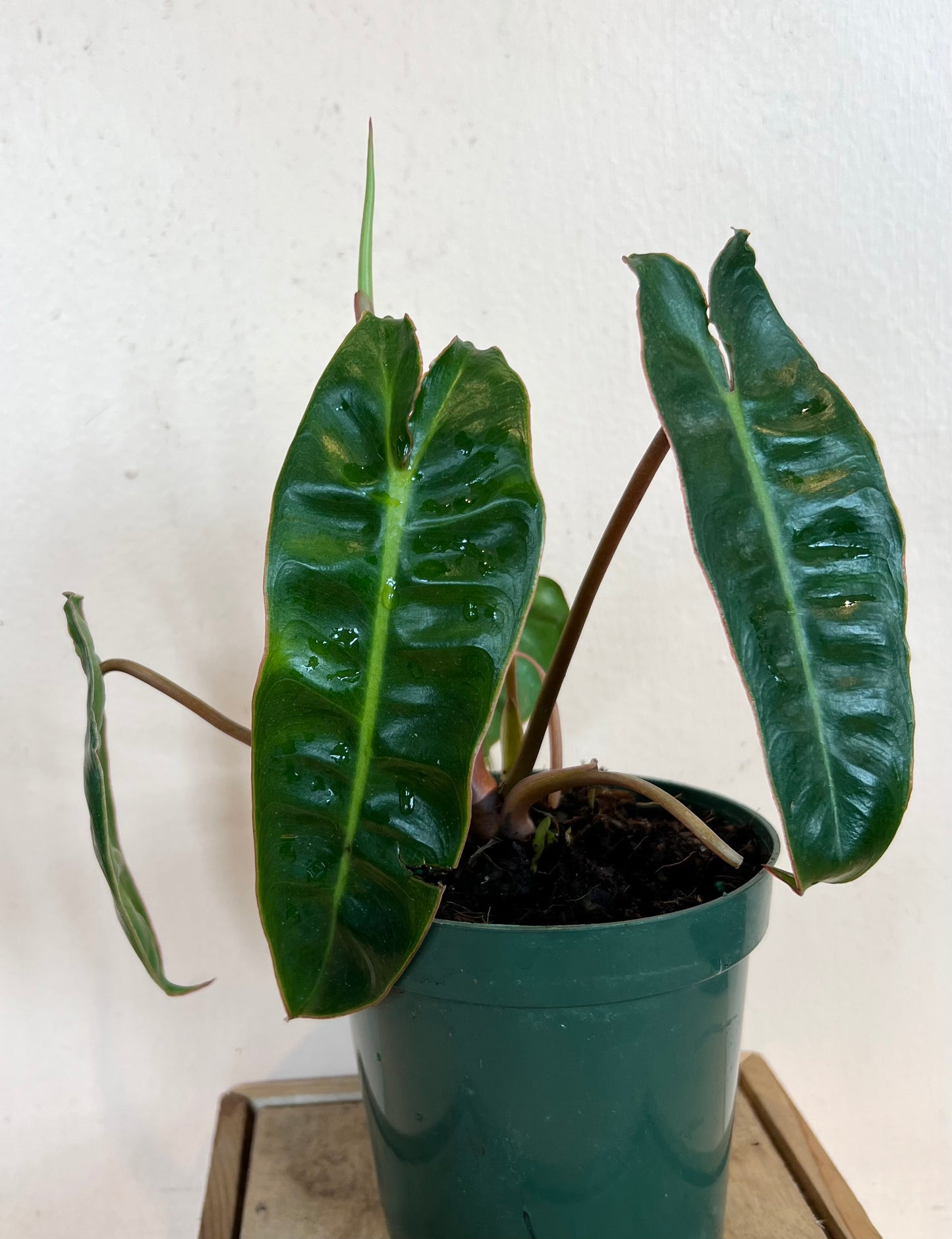 Philodendron Billietiae
