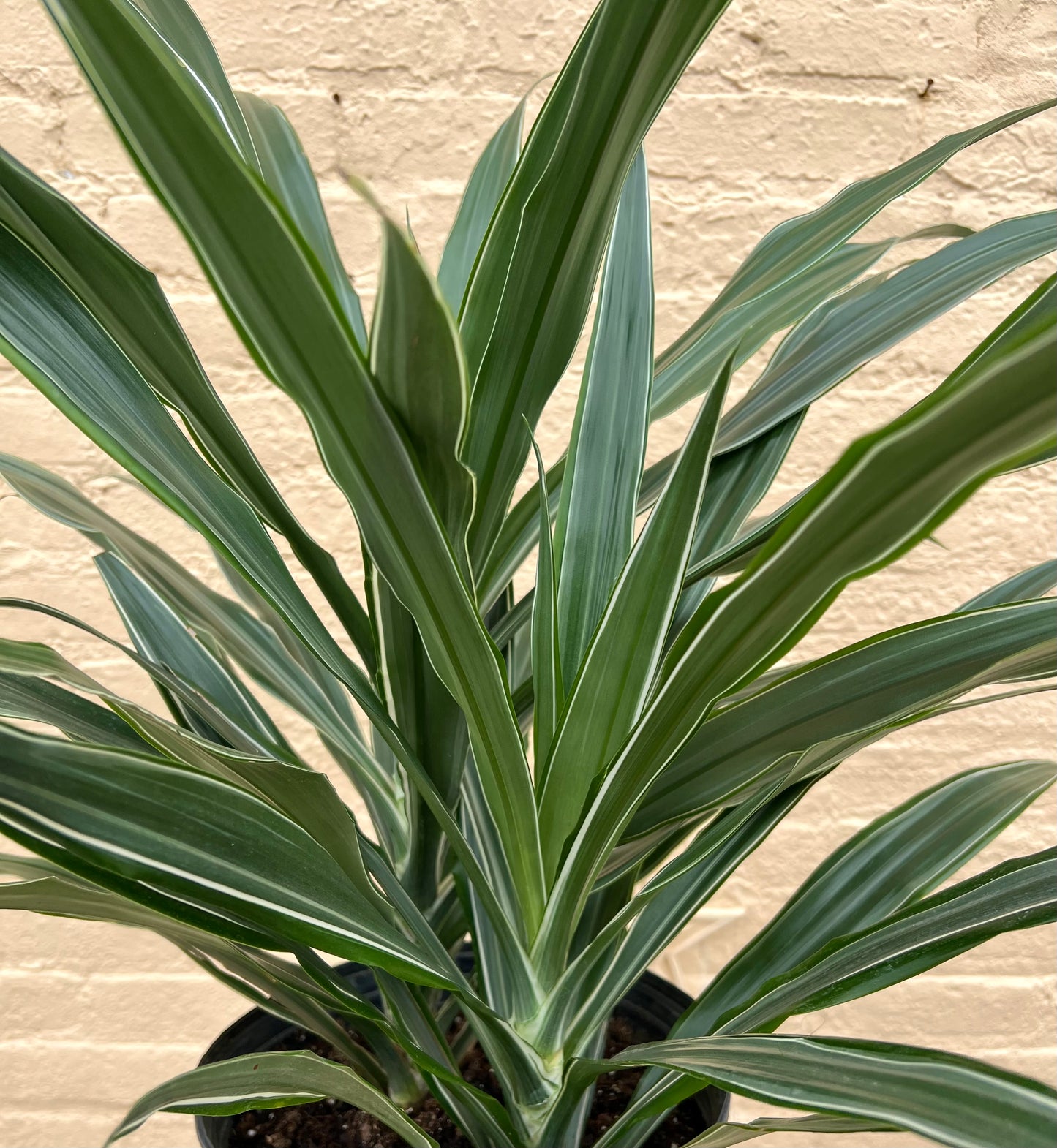 Dracaena Warneckei Jumbo
