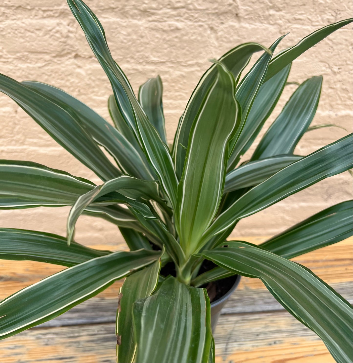 Dracaena Warneckei Jumbo