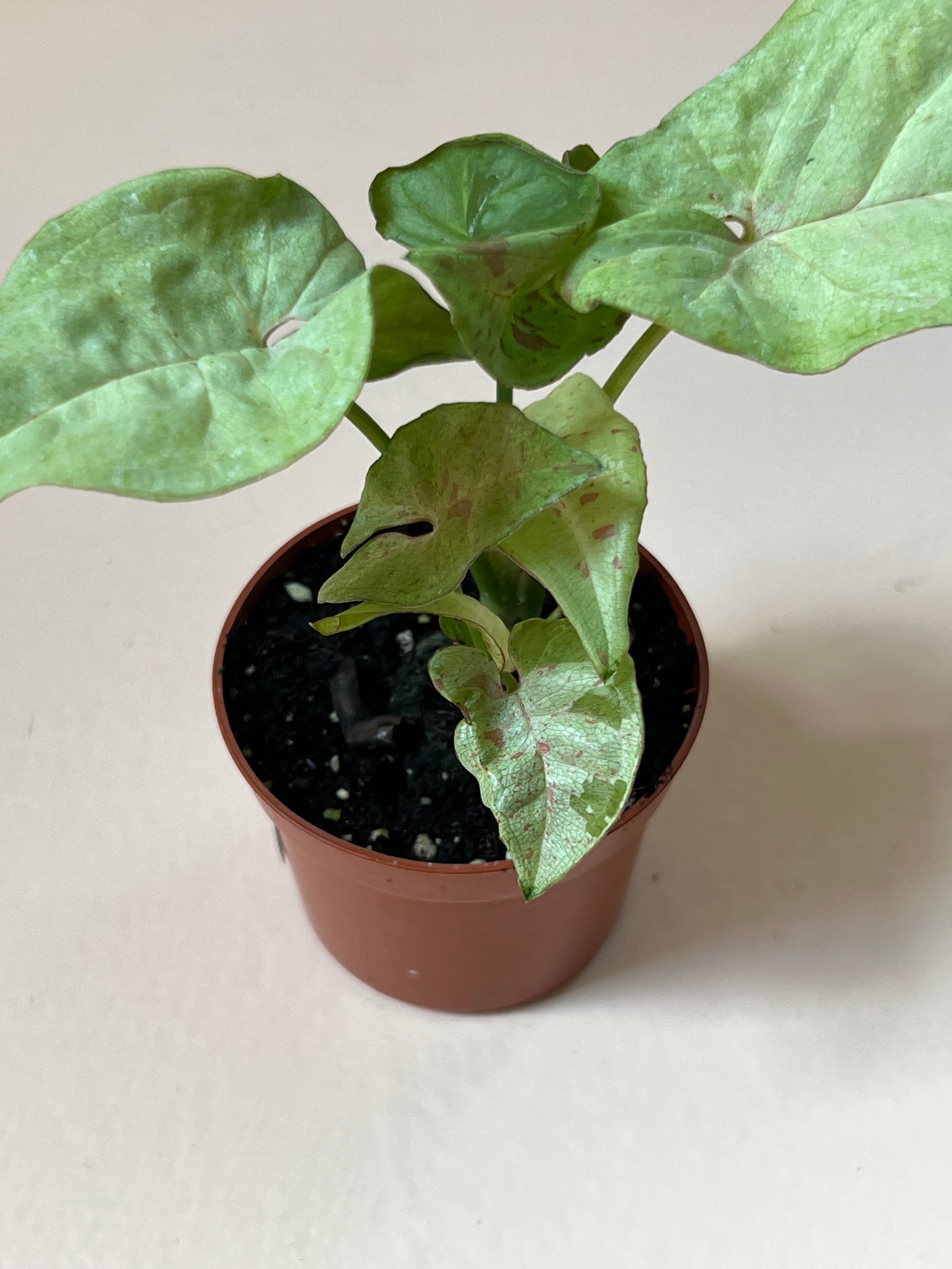 Syngonium 'Milk Confetti'
