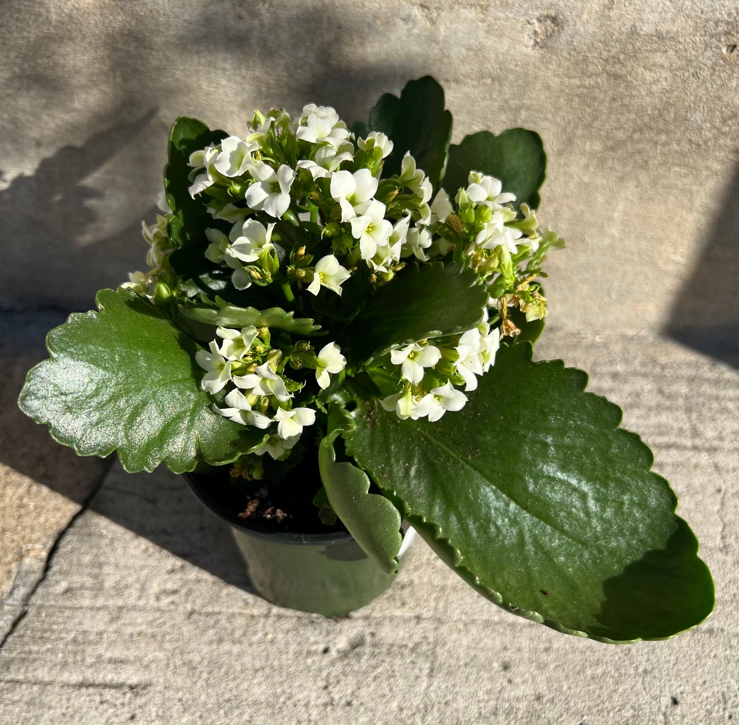 Kalanchoe