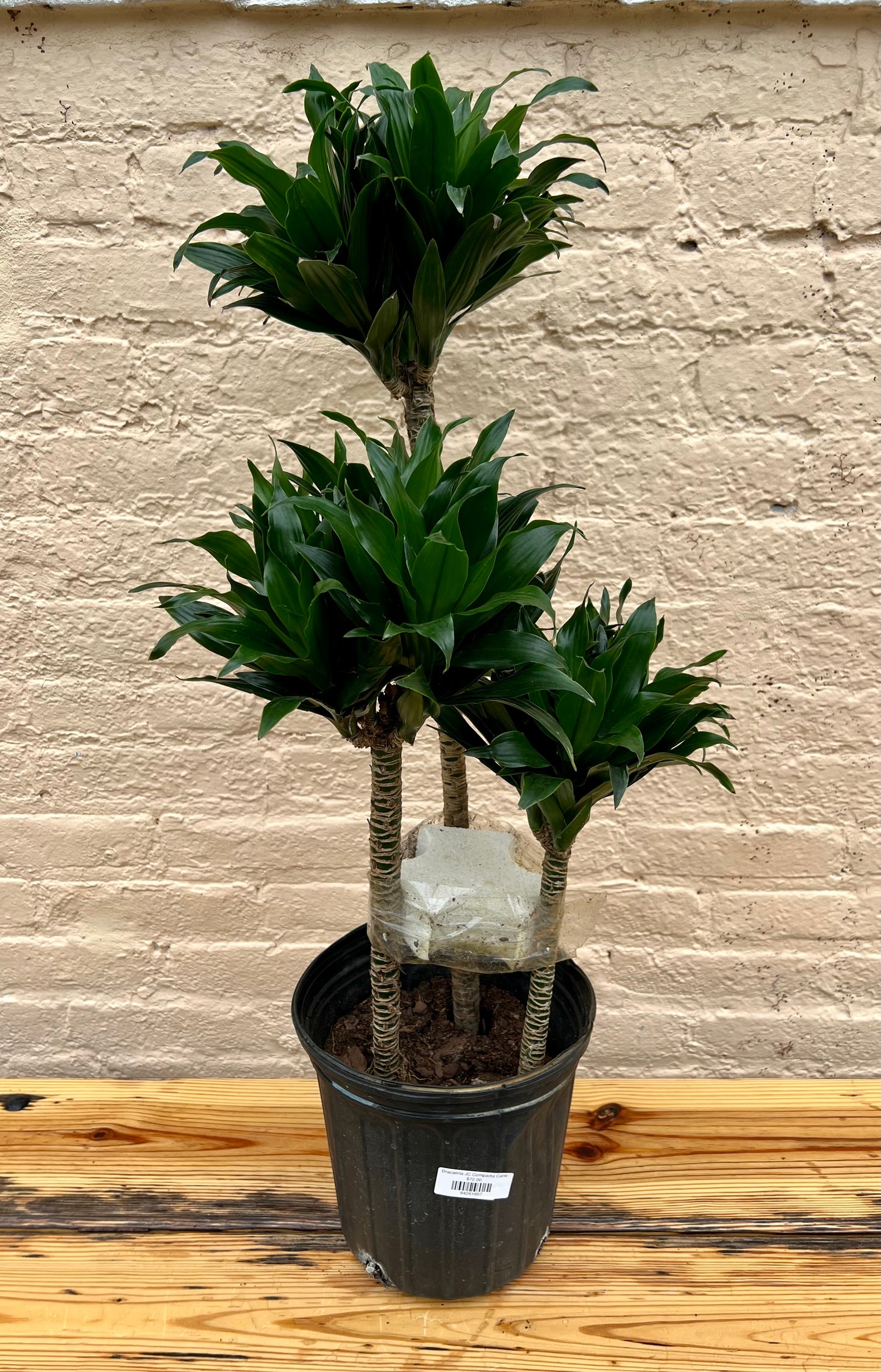 Dracaena fragrans 'JC Compacta Cane'