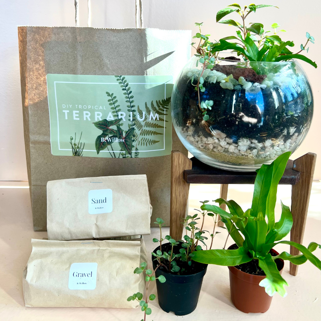 terrarium kits with plants Terrarium Kit