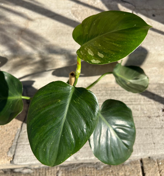 Philodendron White Princess