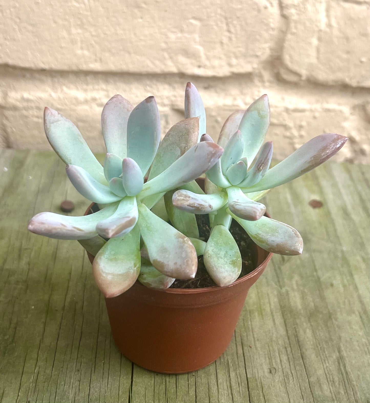 Assorted Succulents (bulk quantities only)