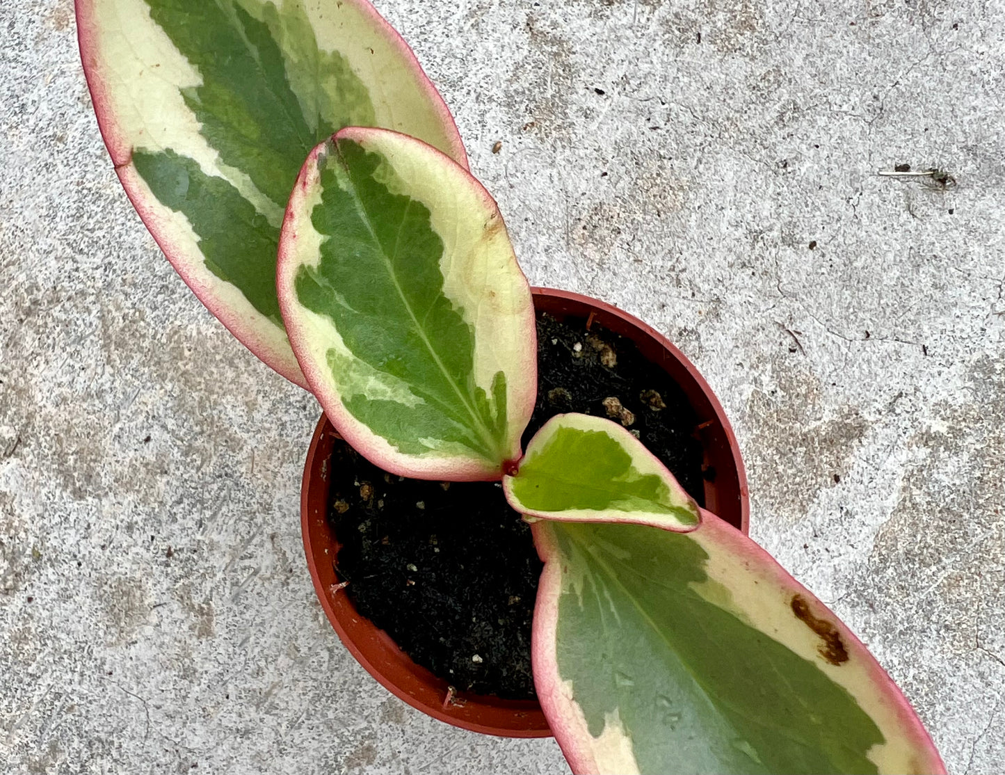 Peperomia clusifolia 'Ginny'
