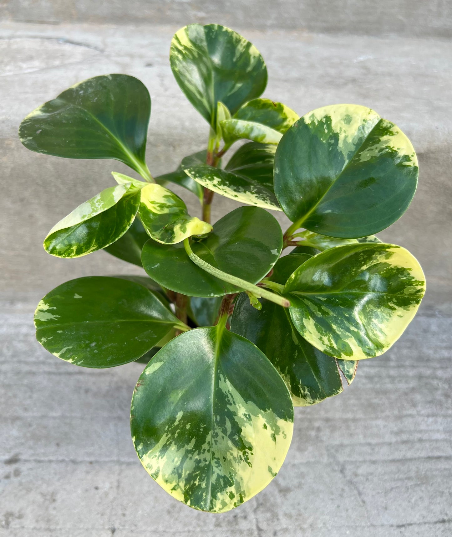 Peperomia obtusifolia