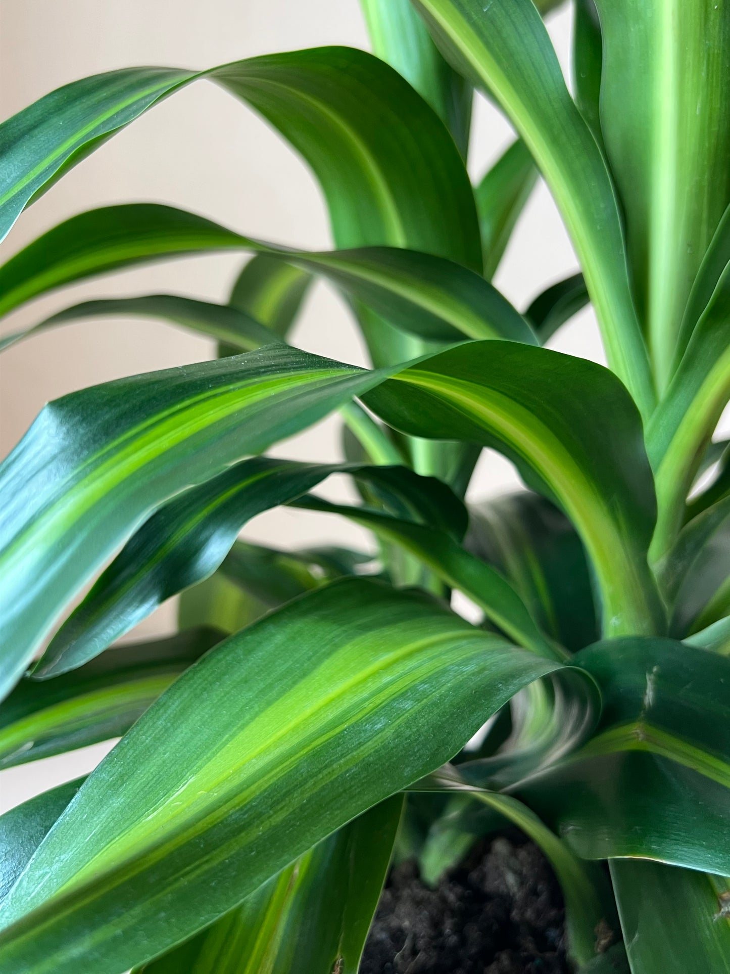 Dracaena 'Hawaiian Sunshine'