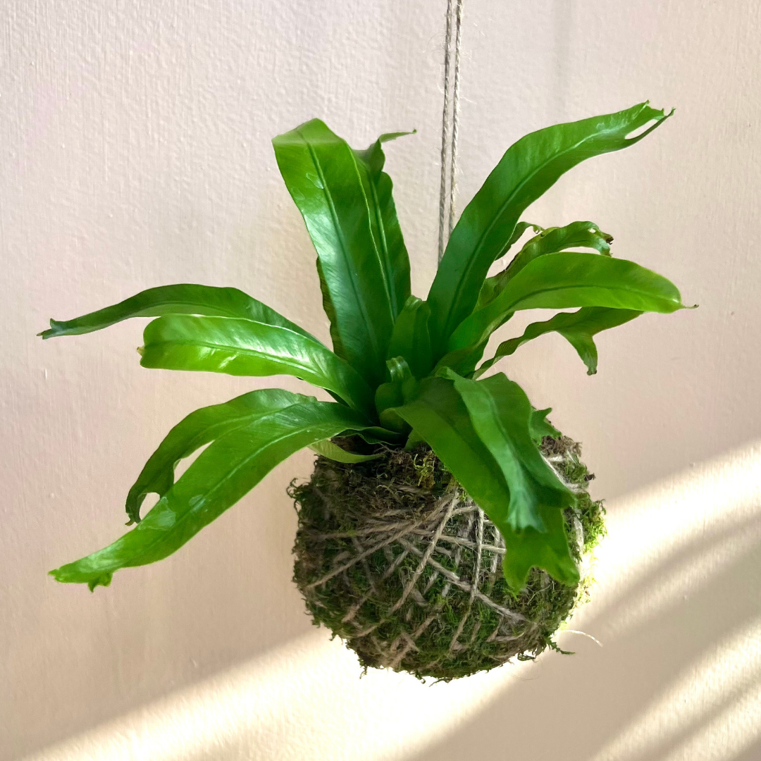 kokedama philodendron Kokedama – B.Willow