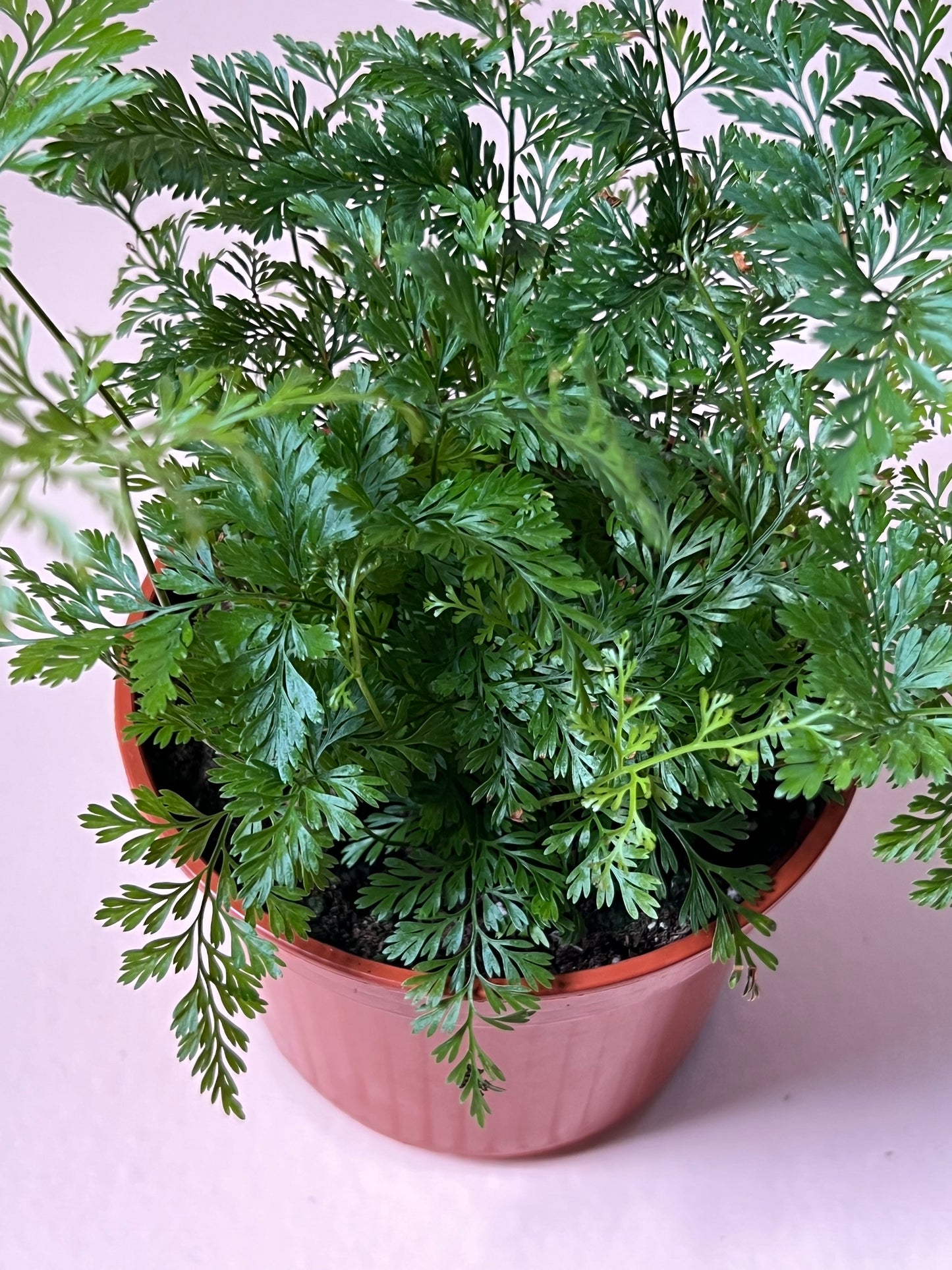 Davallia trichomanoides 'Black Rabbit Foot Fern'