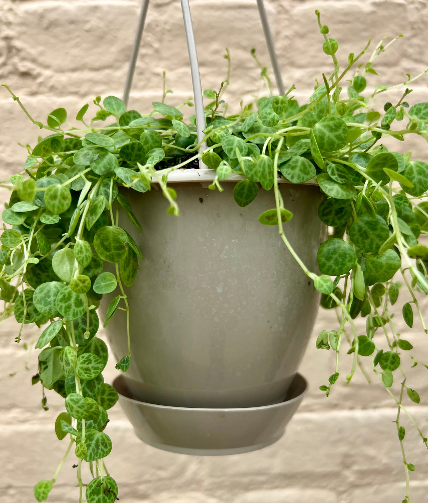 Peperomia prostrata "String of Turtles"