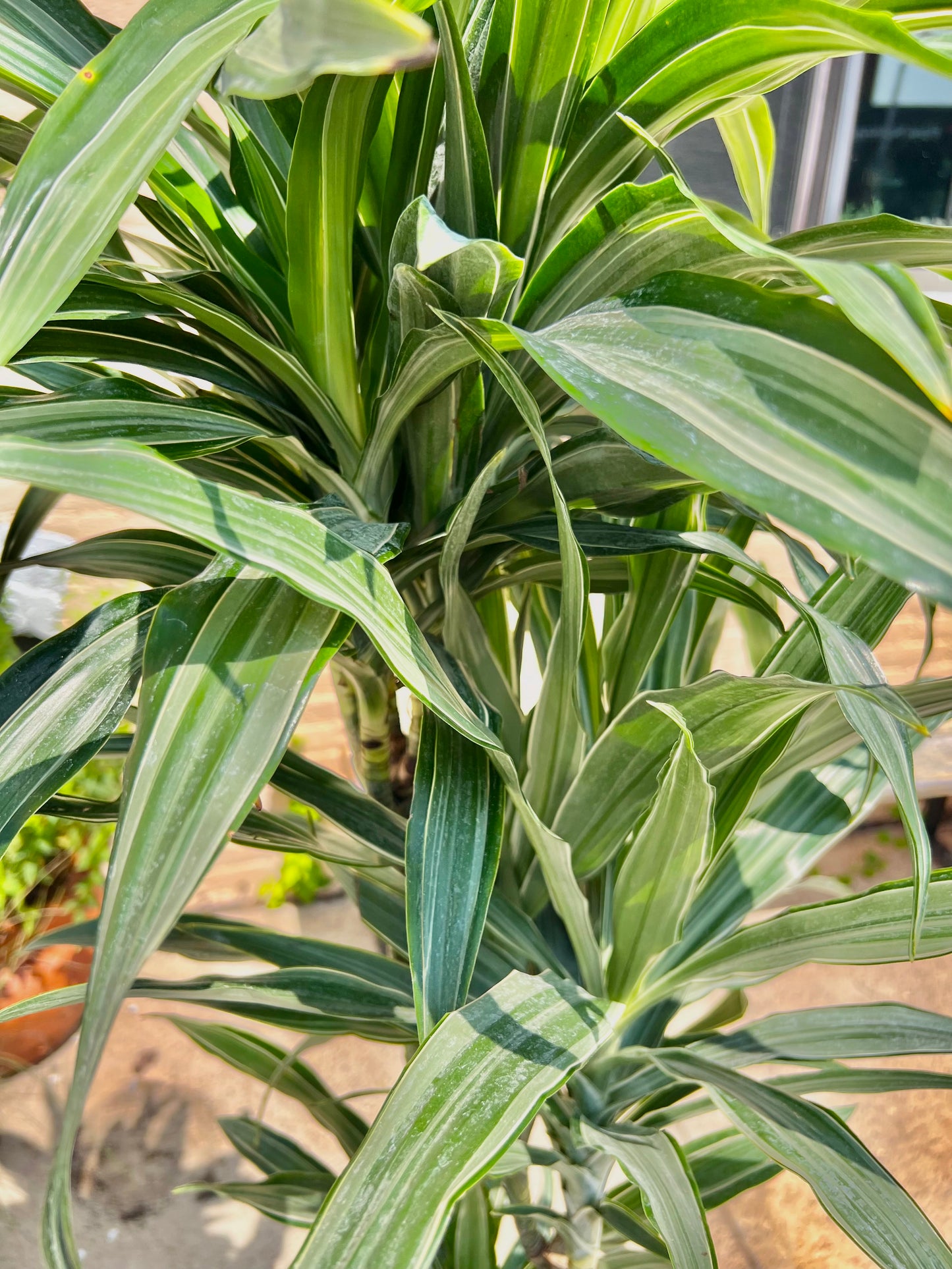 Dracaena Warneckei Jumbo