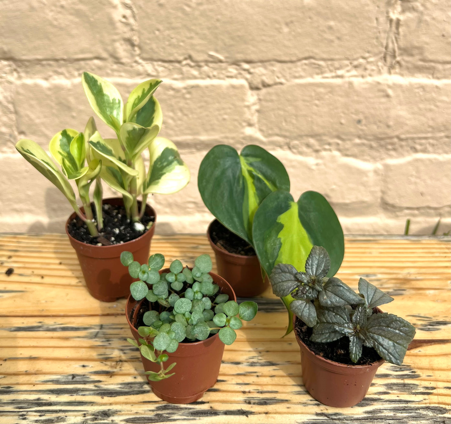 Assorted Hardy Tropicals (bulk quantities only)