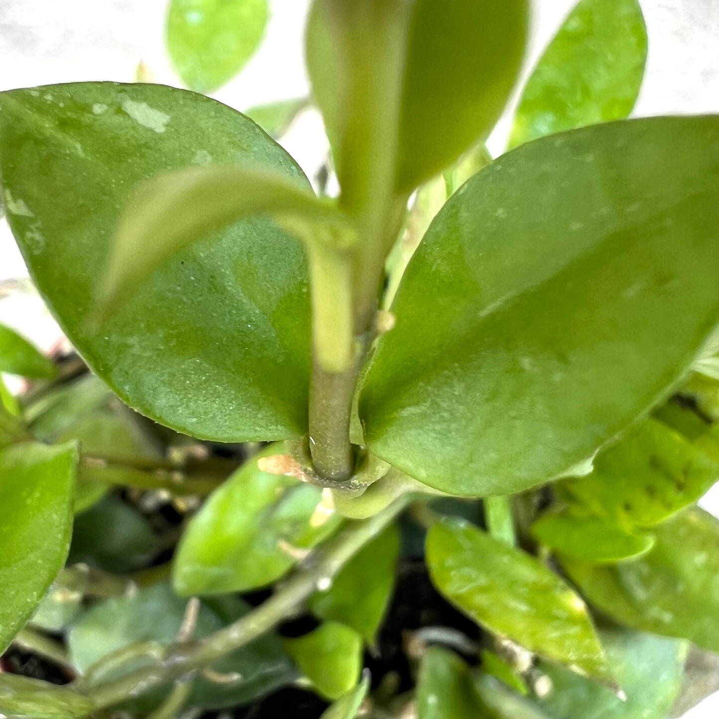 Hoya krohniana 'Black'