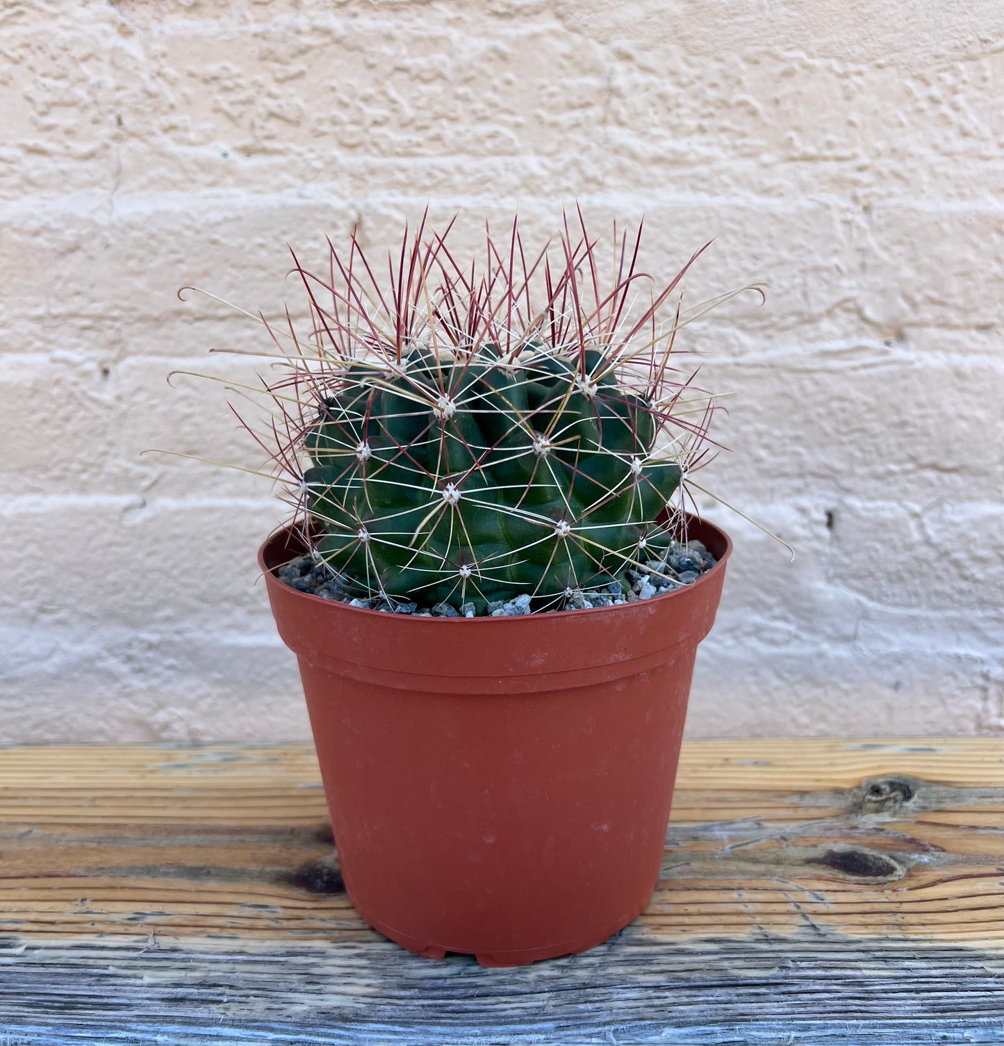 Ferocactus wislizeni