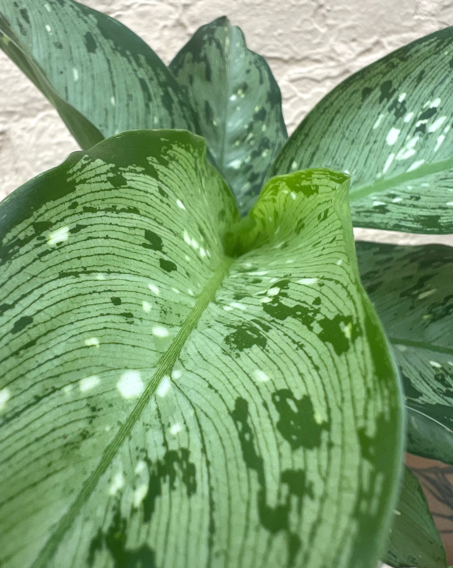 Dieffenbachia Tiki