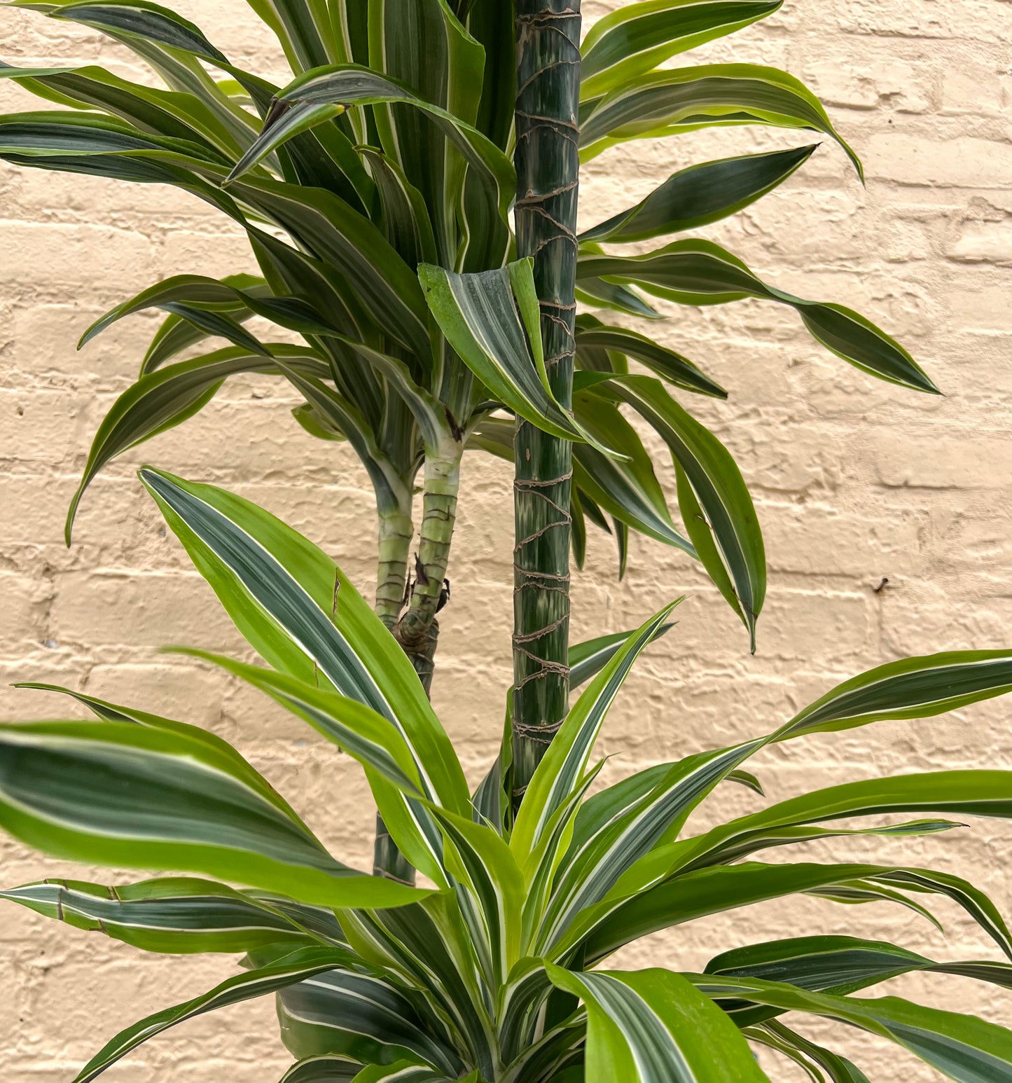 Dracena Gold Star/Lemon Lime Cane
