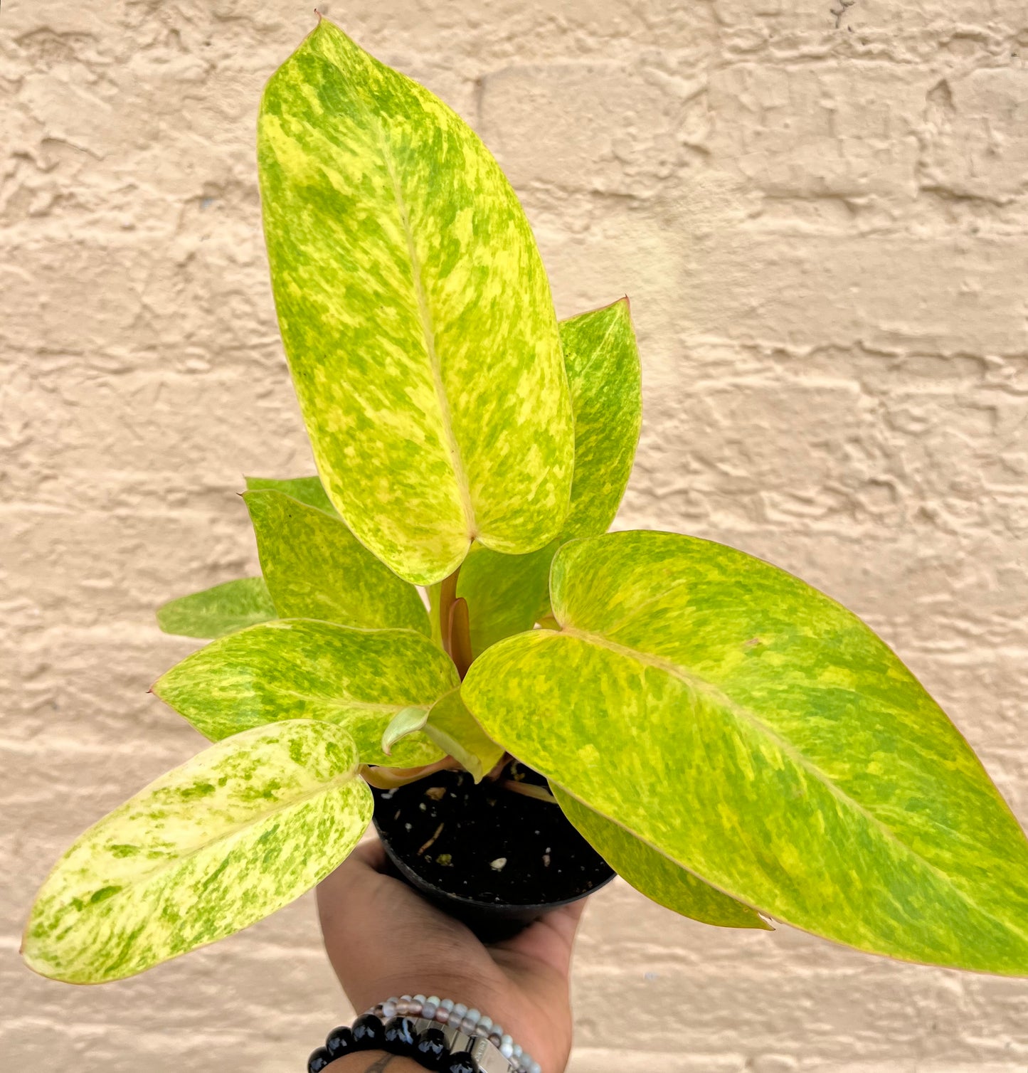 Philodendron Painted Lady