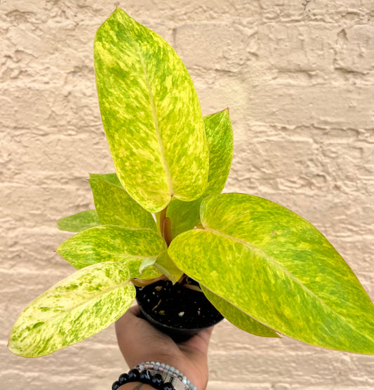 Philodendron Painted Lady