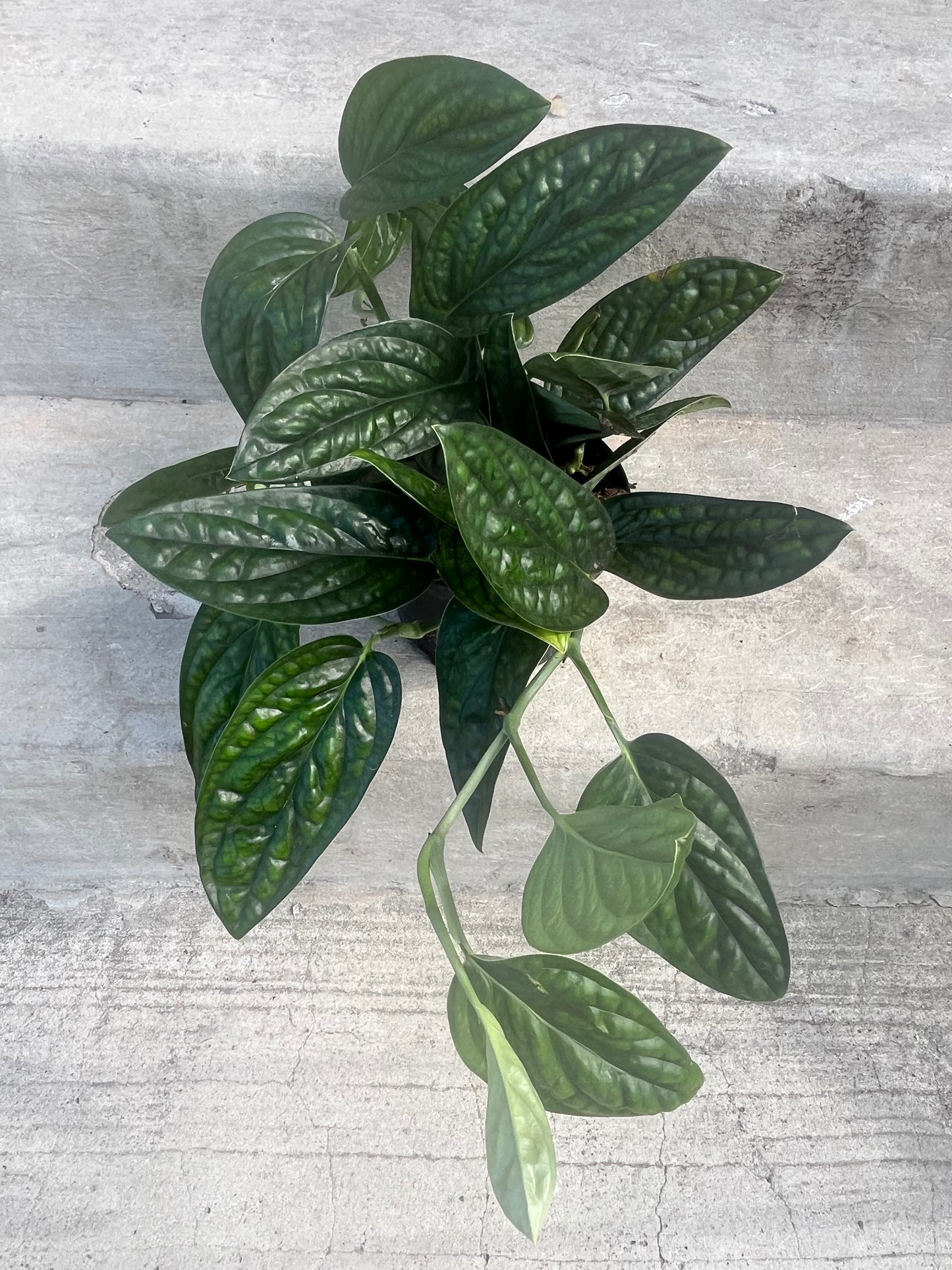 Monstera karstenianum "Peru"