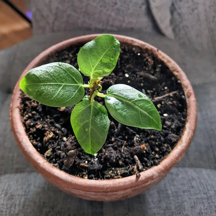 Plantflix Seeds: Ficus Altissima 'Lofty Fig' Seeds