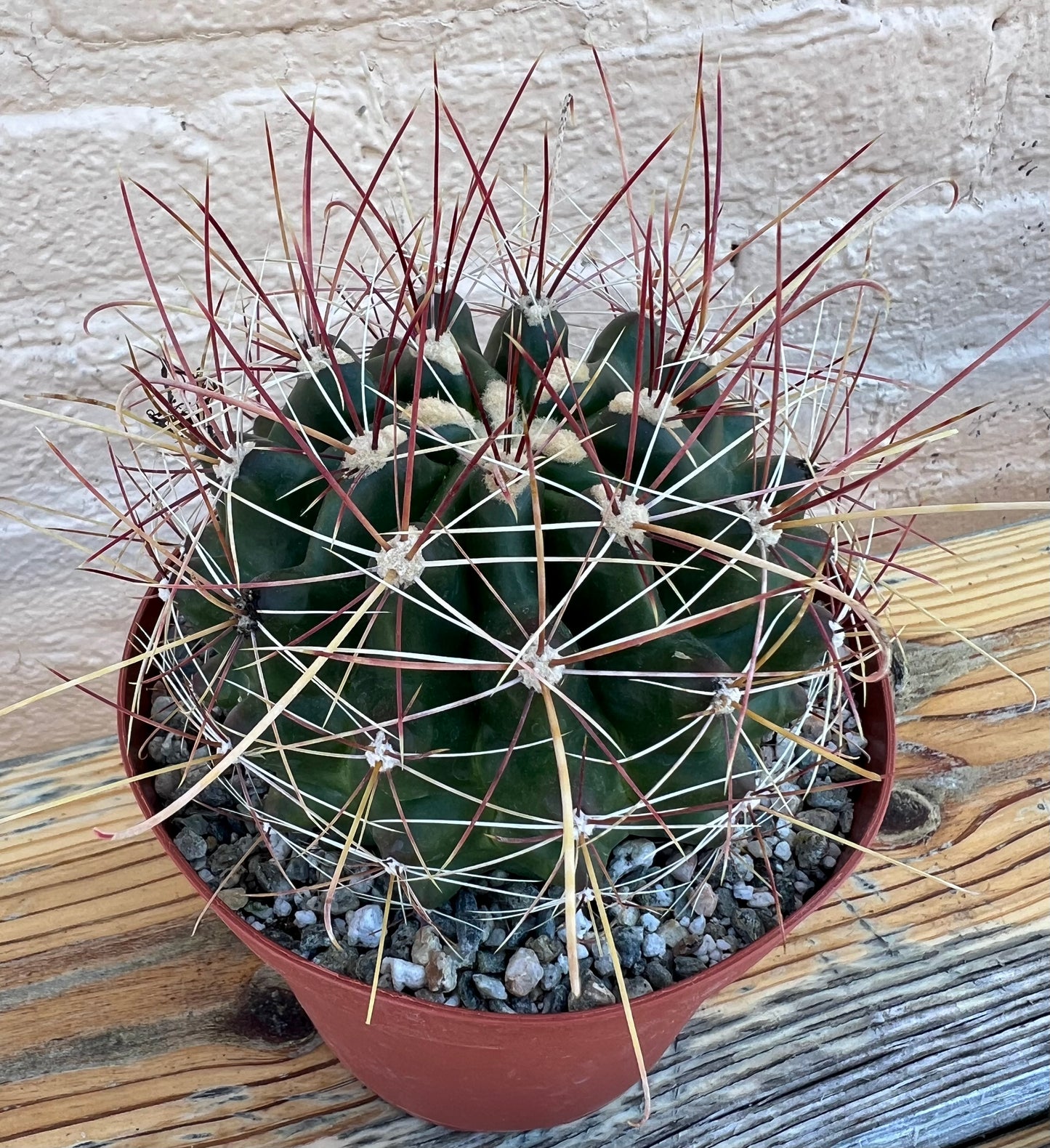 Ferocactus wislizeni