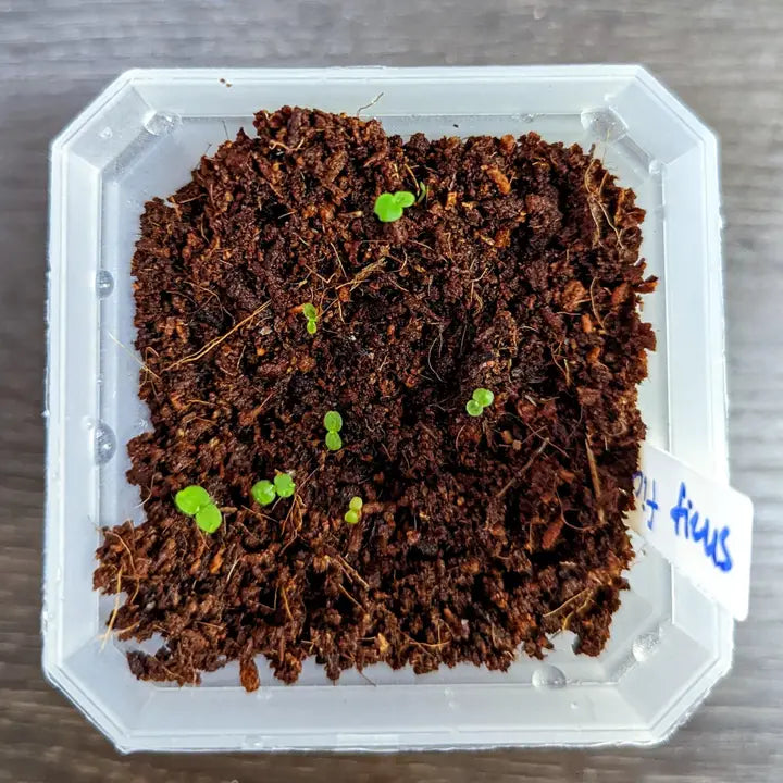 Plantflix Seeds: Ficus Altissima 'Lofty Fig' Seeds
