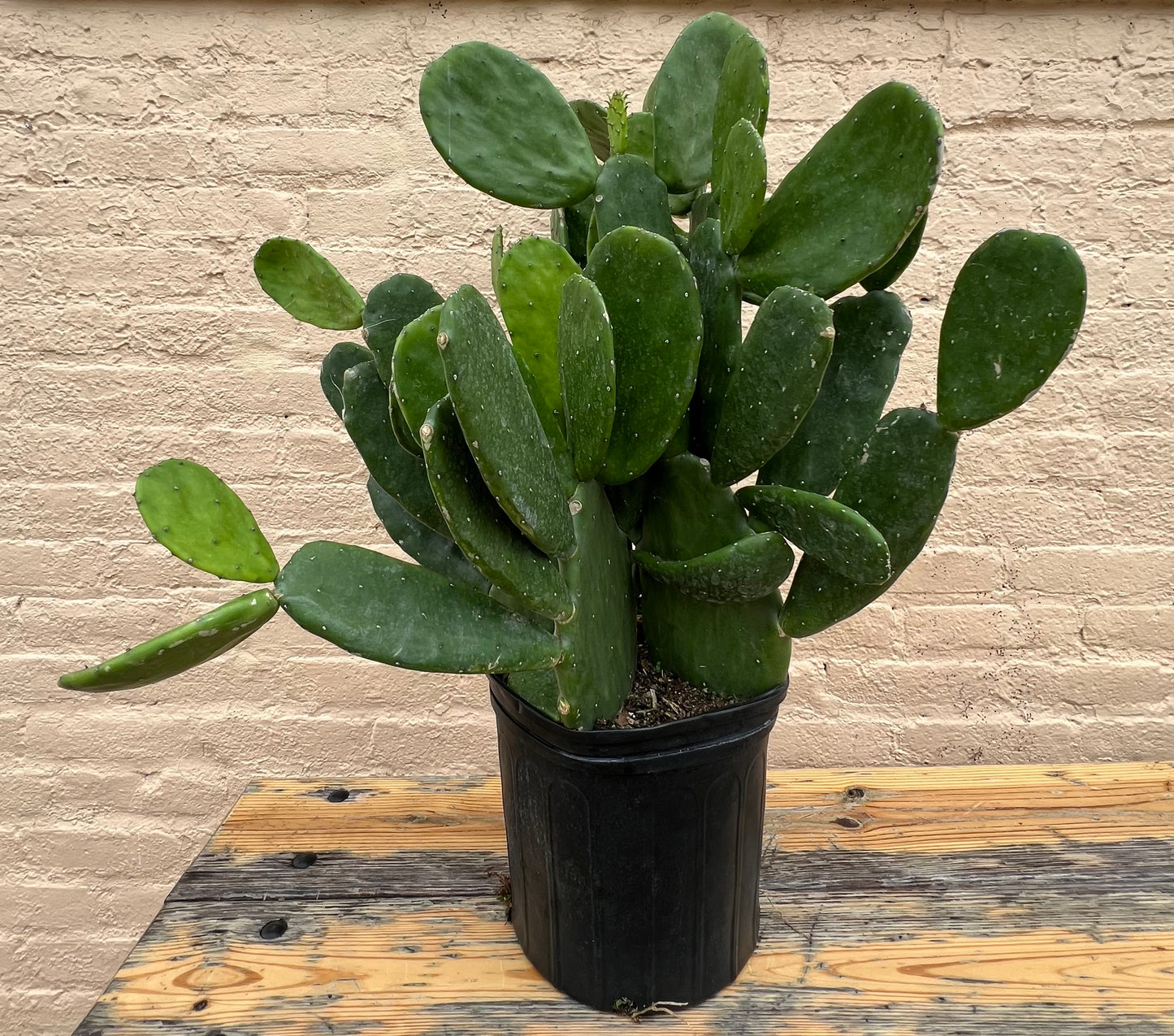 Cactus Opuntia Nopal