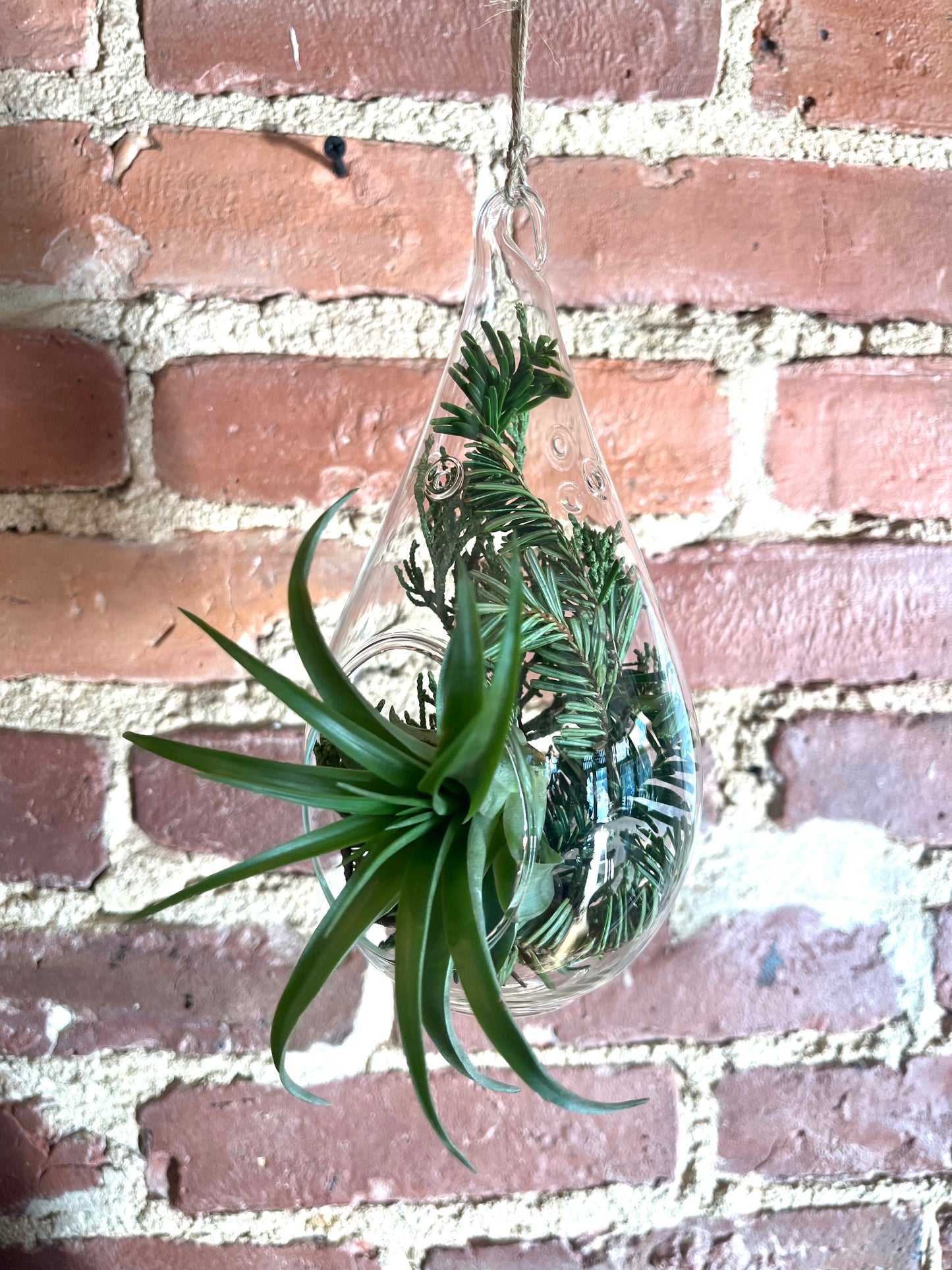 Hanging Glass Air Plant