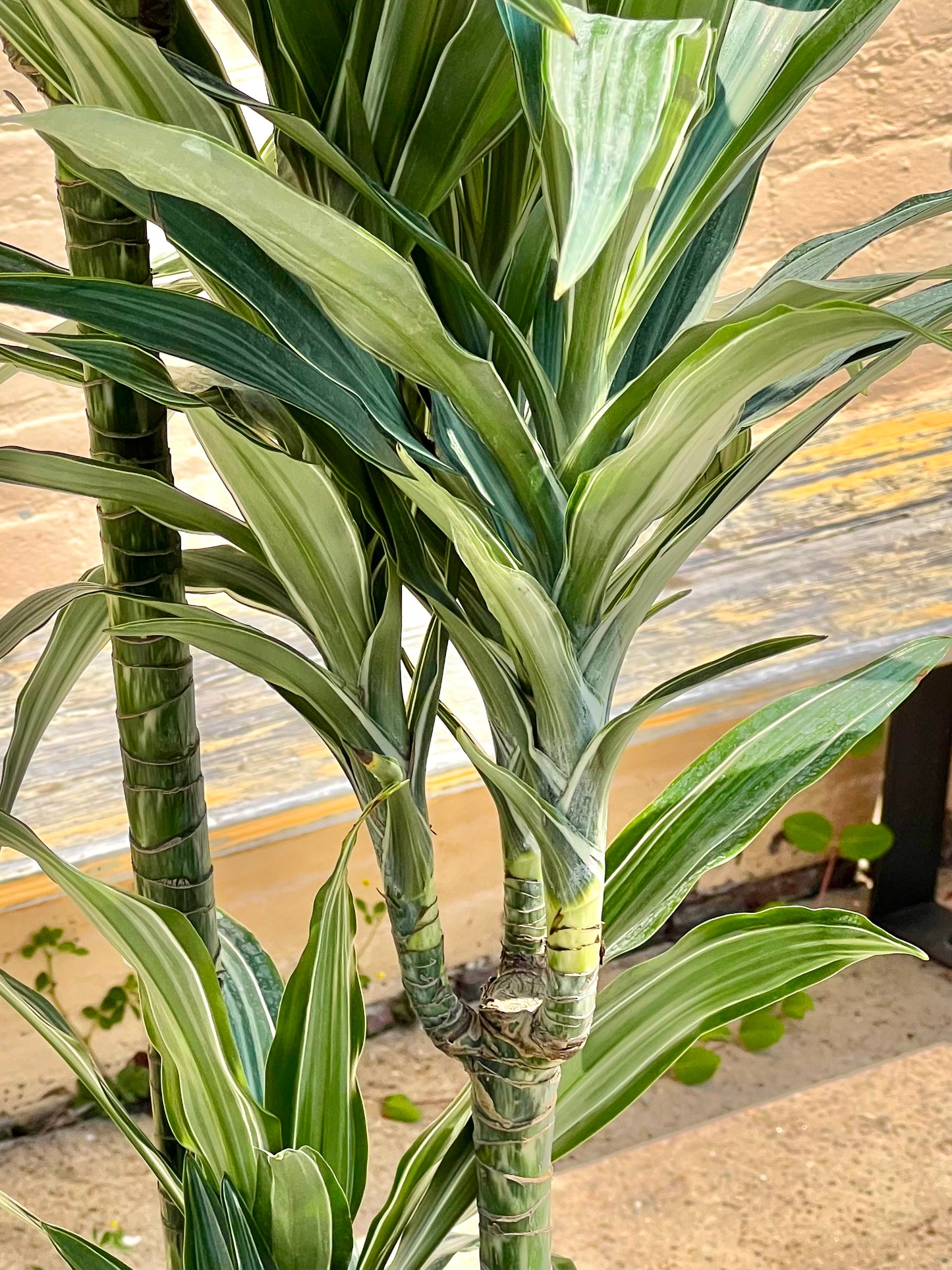 Dracaena Warneckei Jumbo