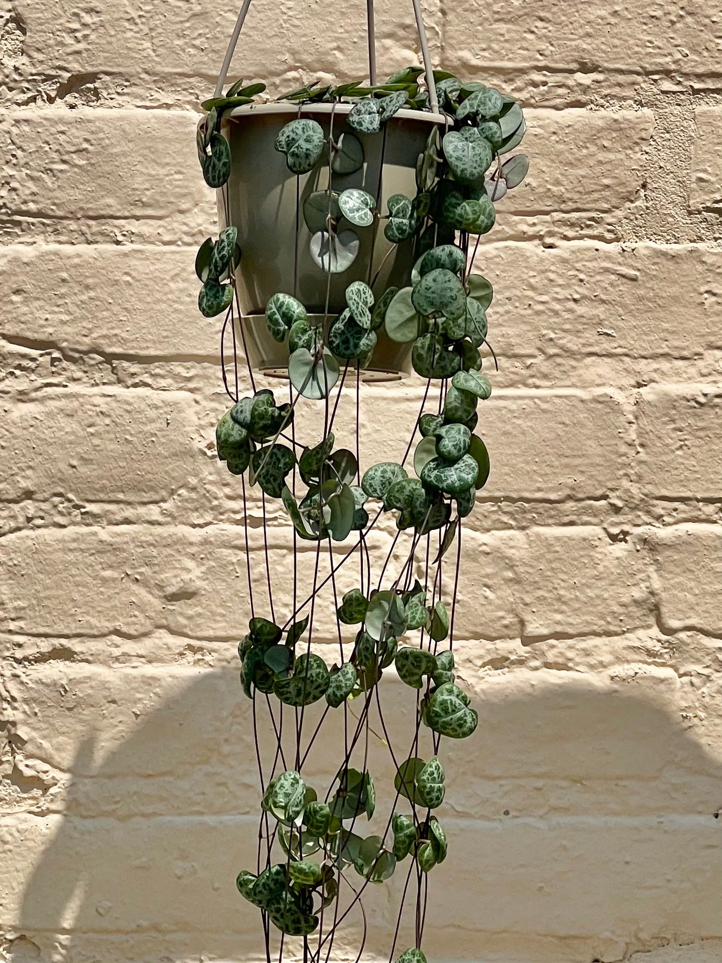 Ceropegia woodii 'String of Hearts'