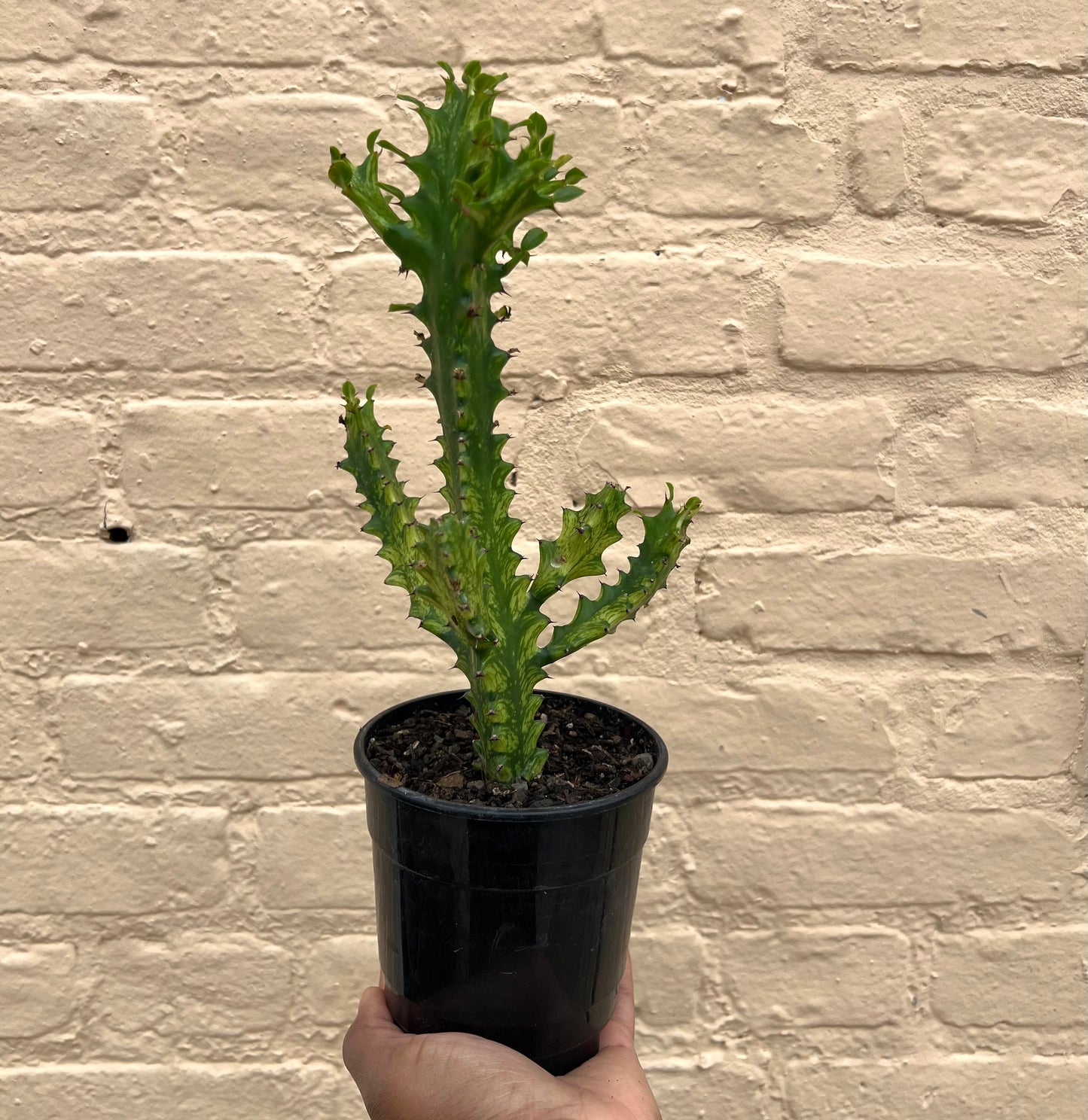 Euphorbia trigona variegated
