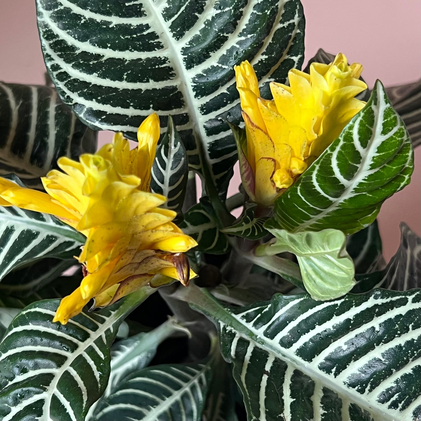 Aphelandra 'Zebra Plant'