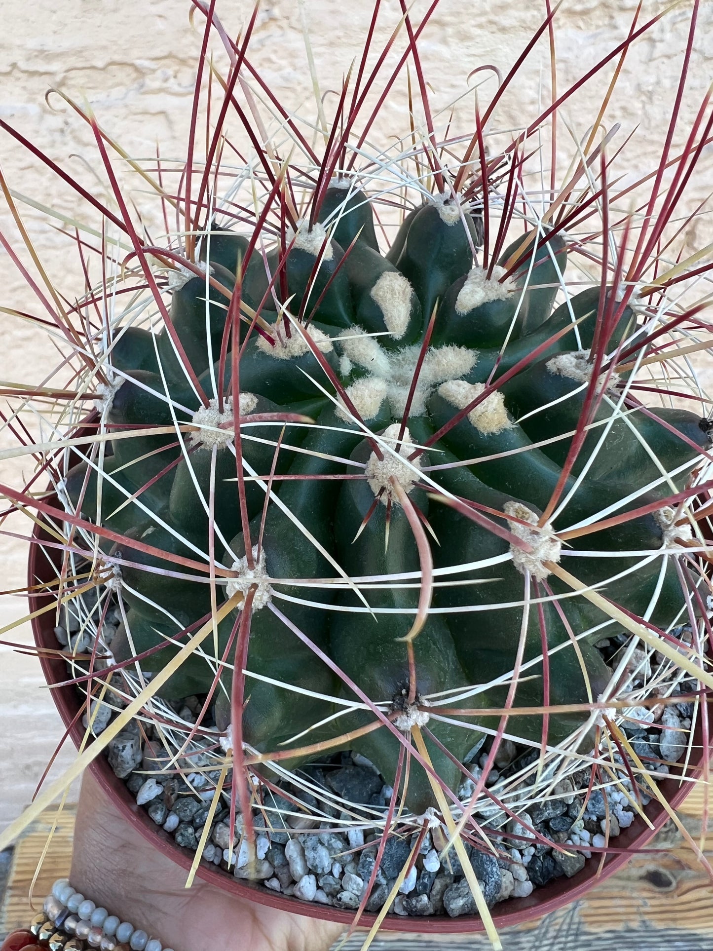 Ferocactus wislizeni