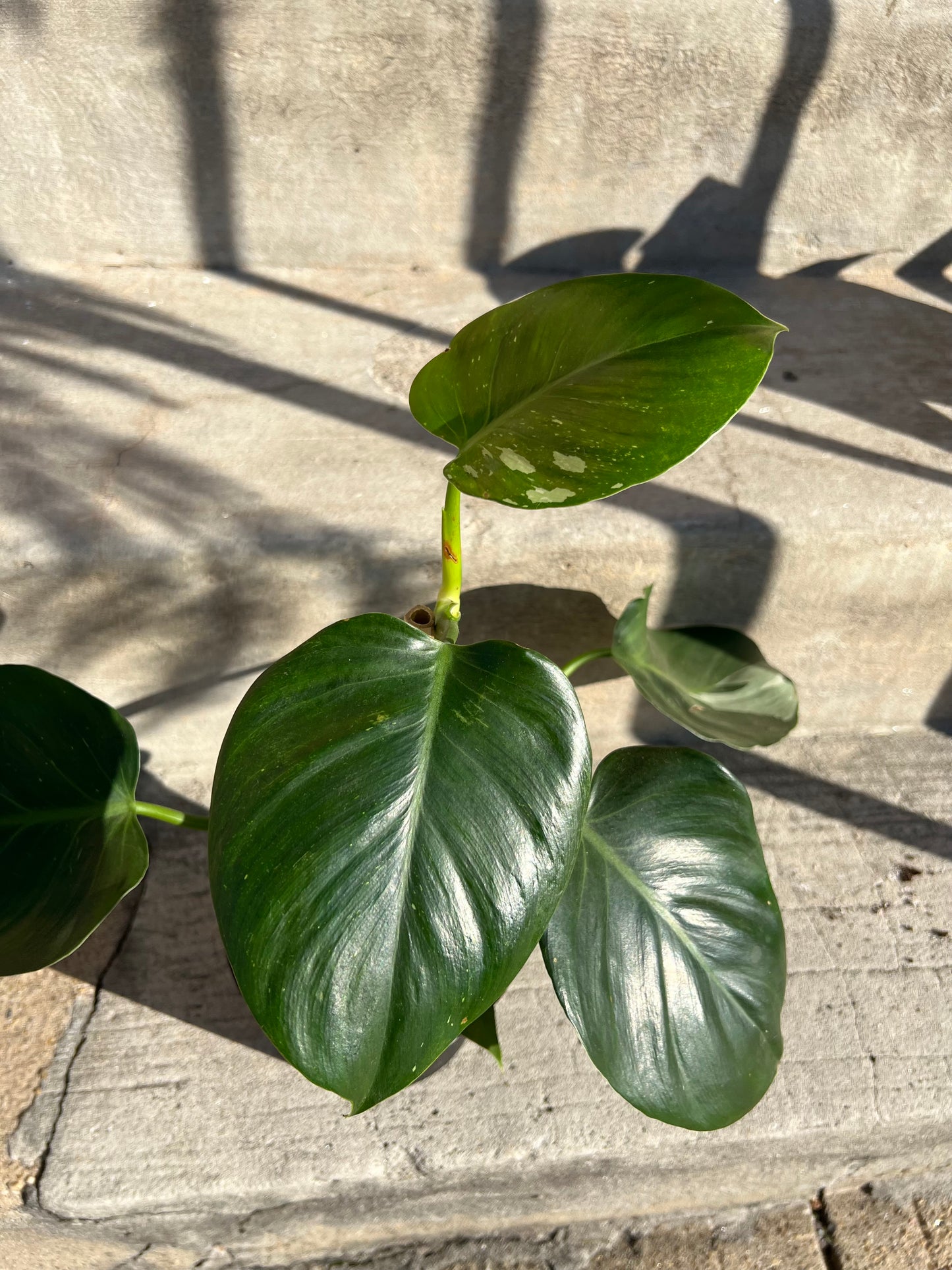 Philodendron White Princess