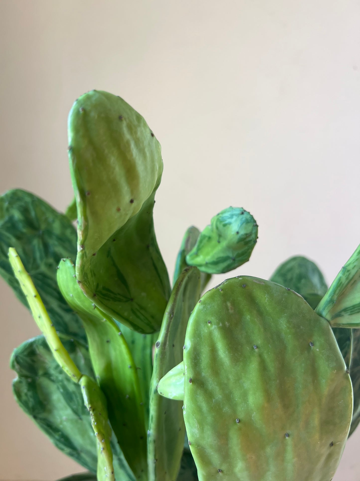 Opuntia cochenillifera