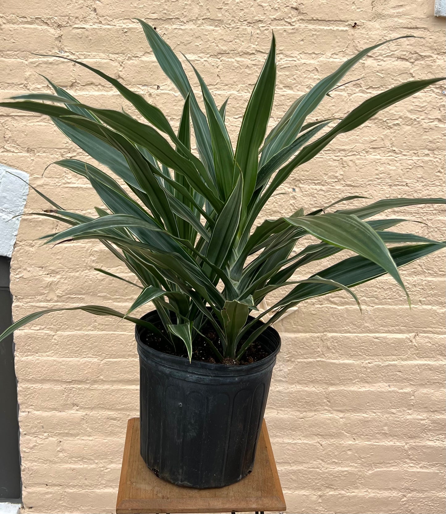 Dracaena Warneckei Jumbo
