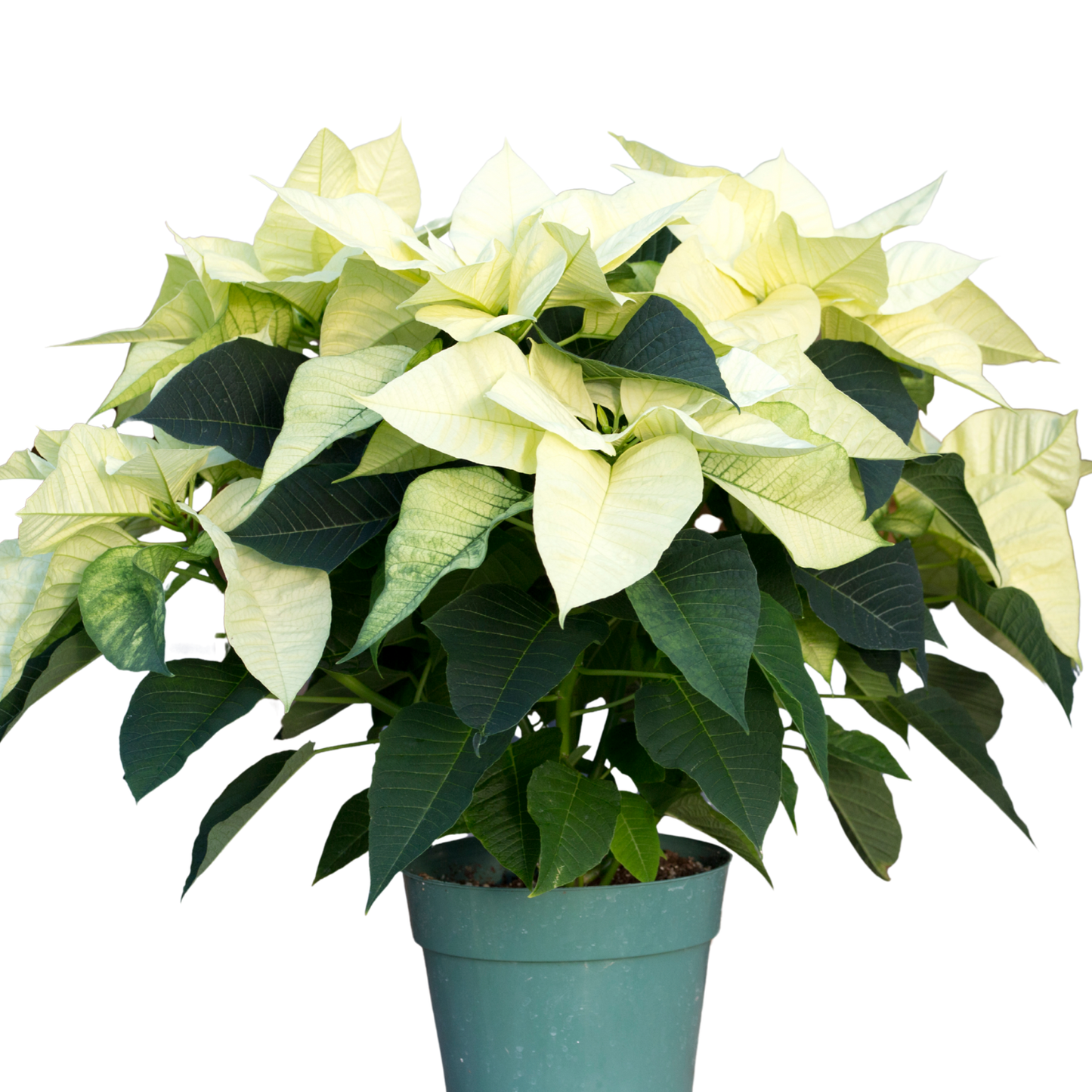 Poinsettia Pre-Order