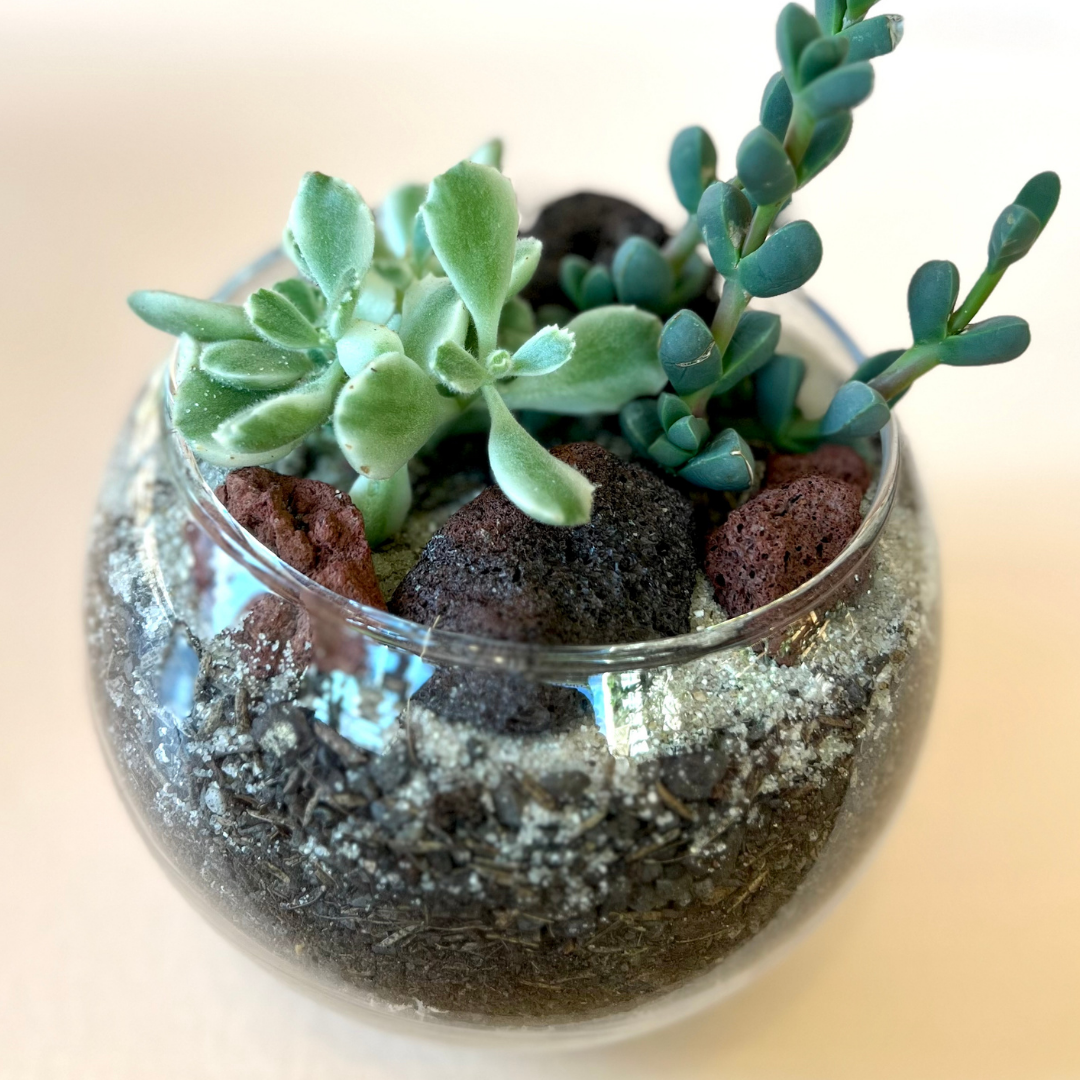 succulent snow globe Succulent Globe Terrarium