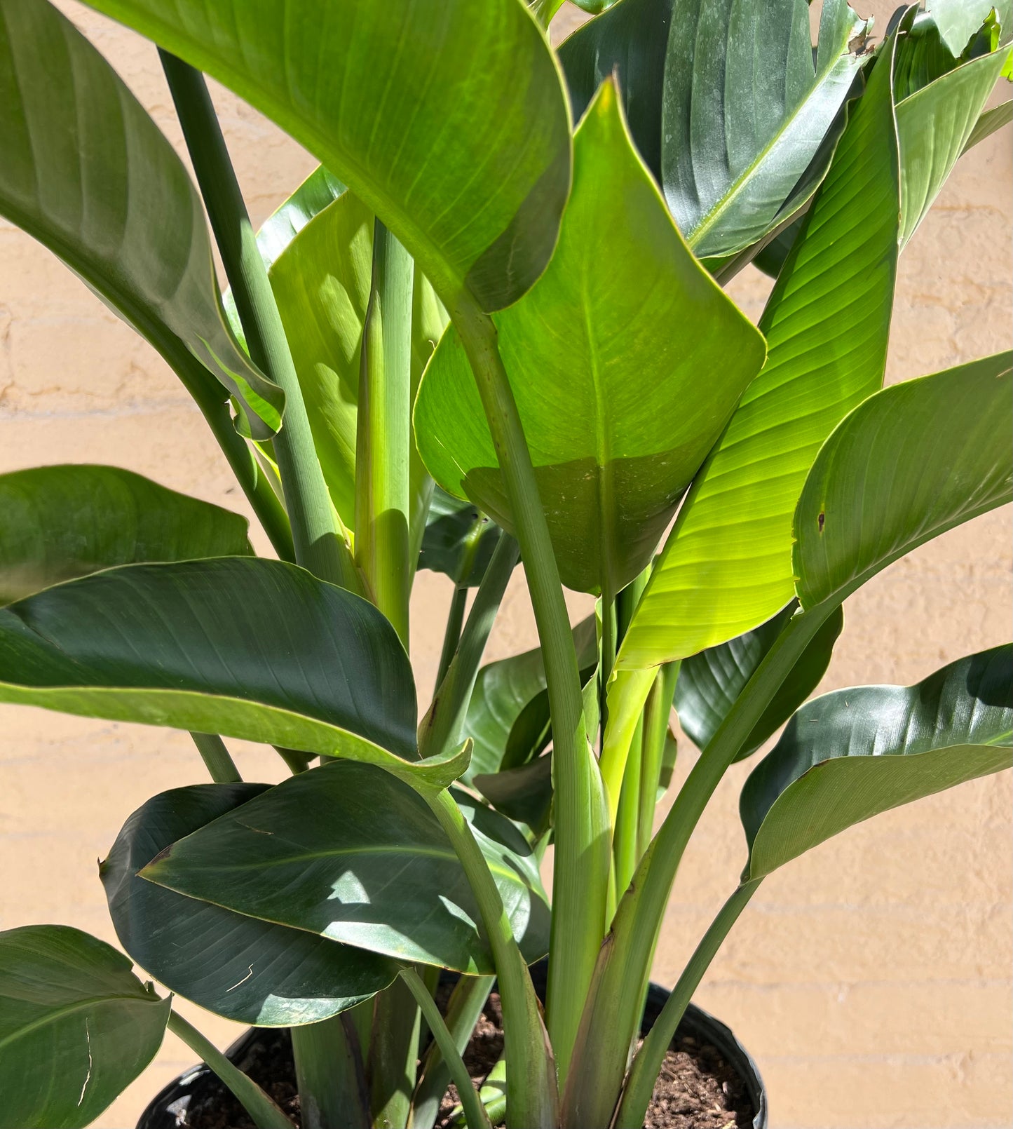 Strelitzia nicolai 'Bird of Paradise'