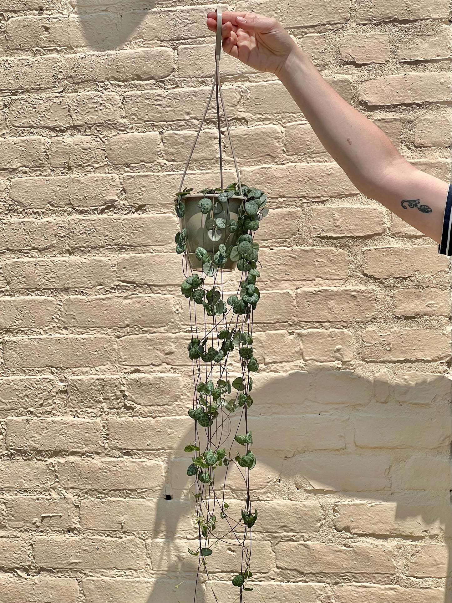 Ceropegia woodii 'String of Hearts'