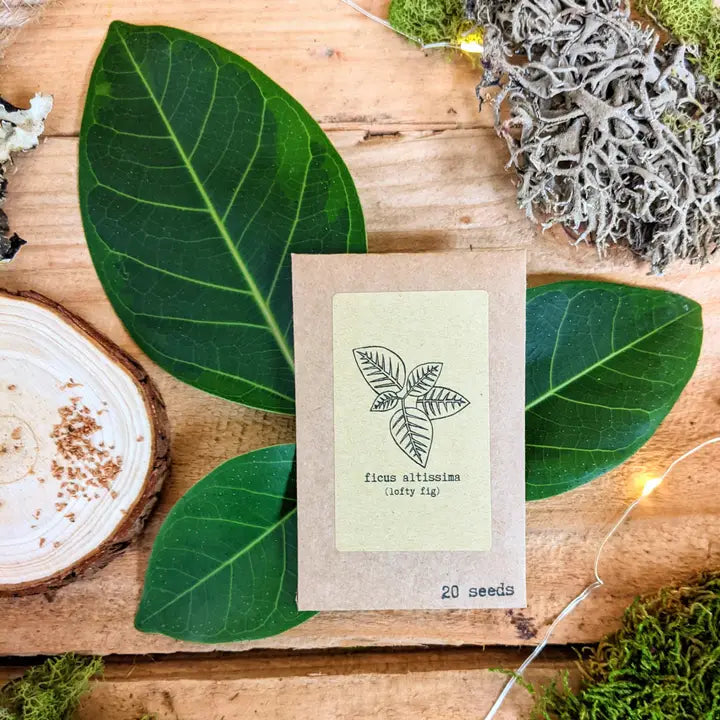 Plantflix Seeds: Ficus Altissima 'Lofty Fig' Seeds