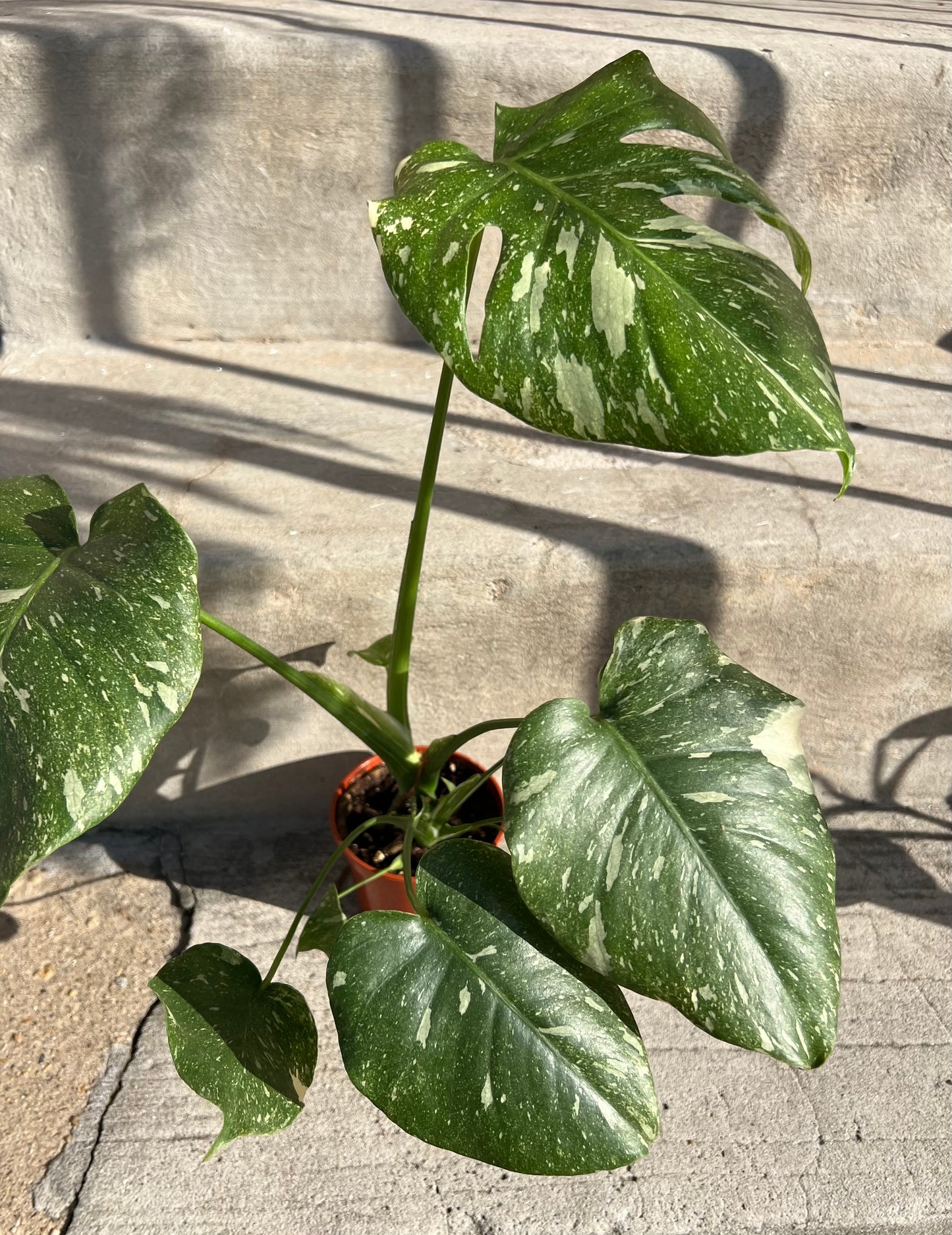 Monstera Deliciosa 'Thai Constellation'
