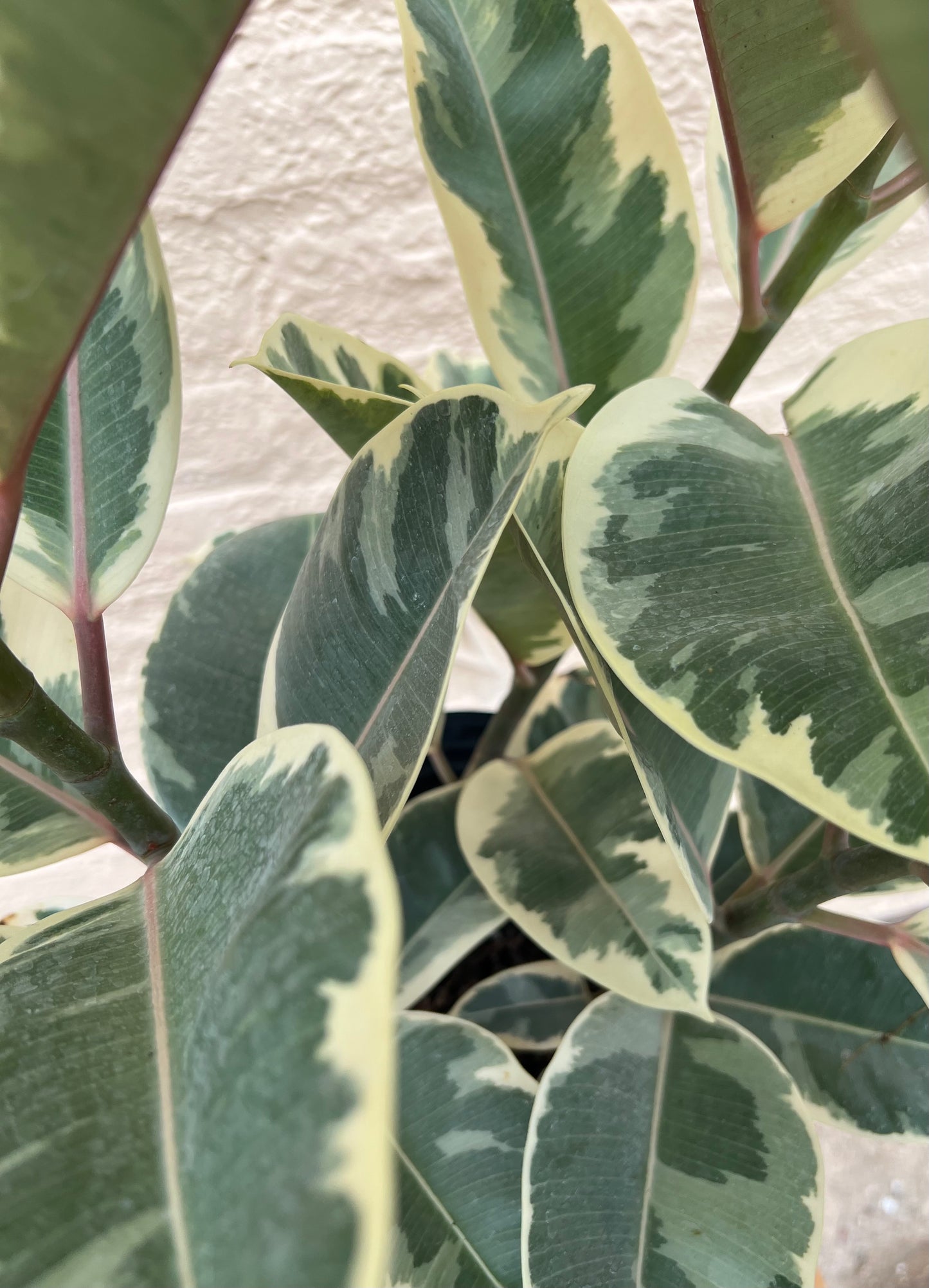 Ficus elastica 'Tineke'