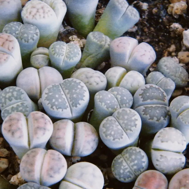 Plantflix Seeds: Lithops Mix (Living Stone) Seeds