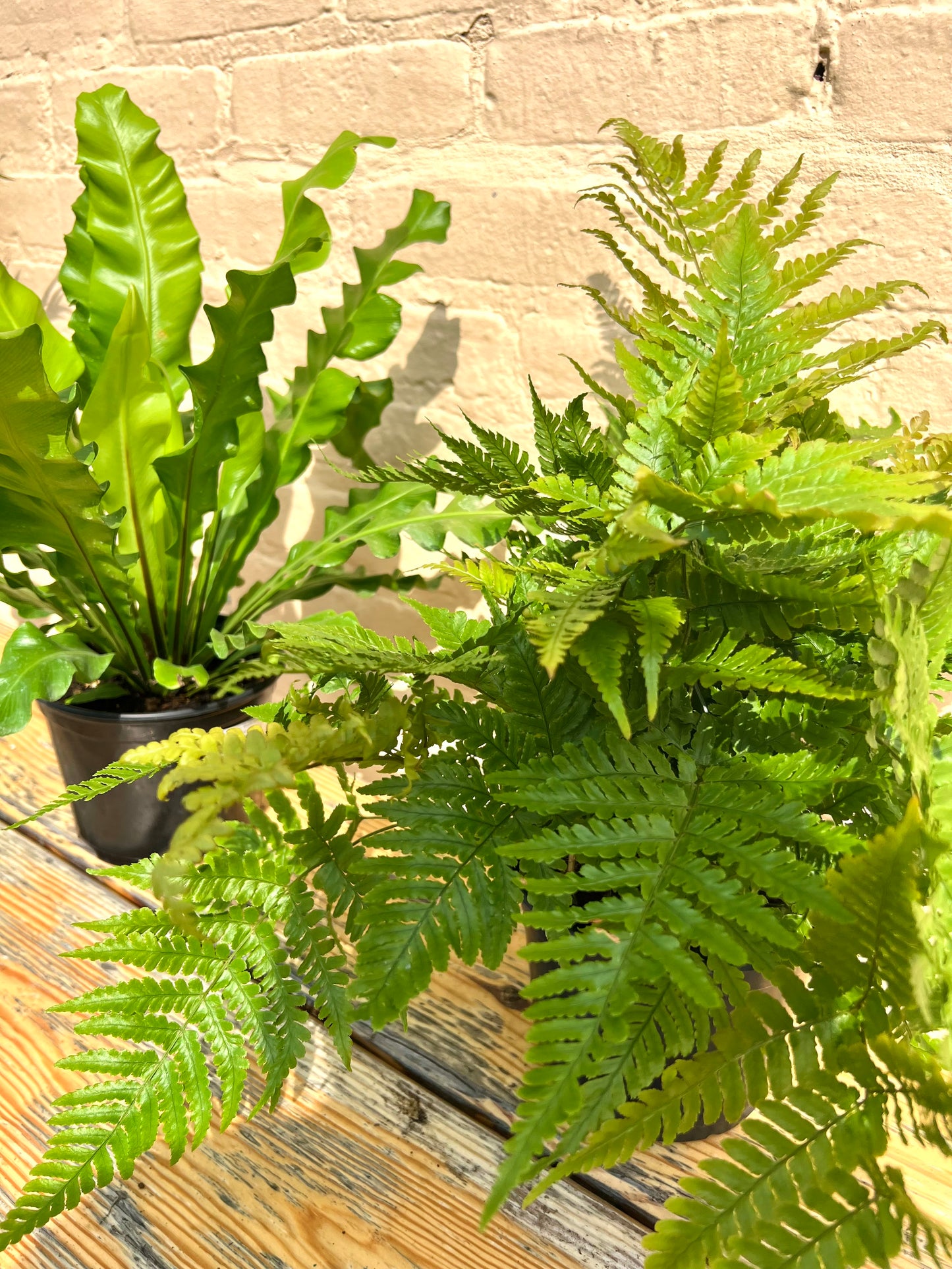 Assorted Ferns (bulk quantities only)