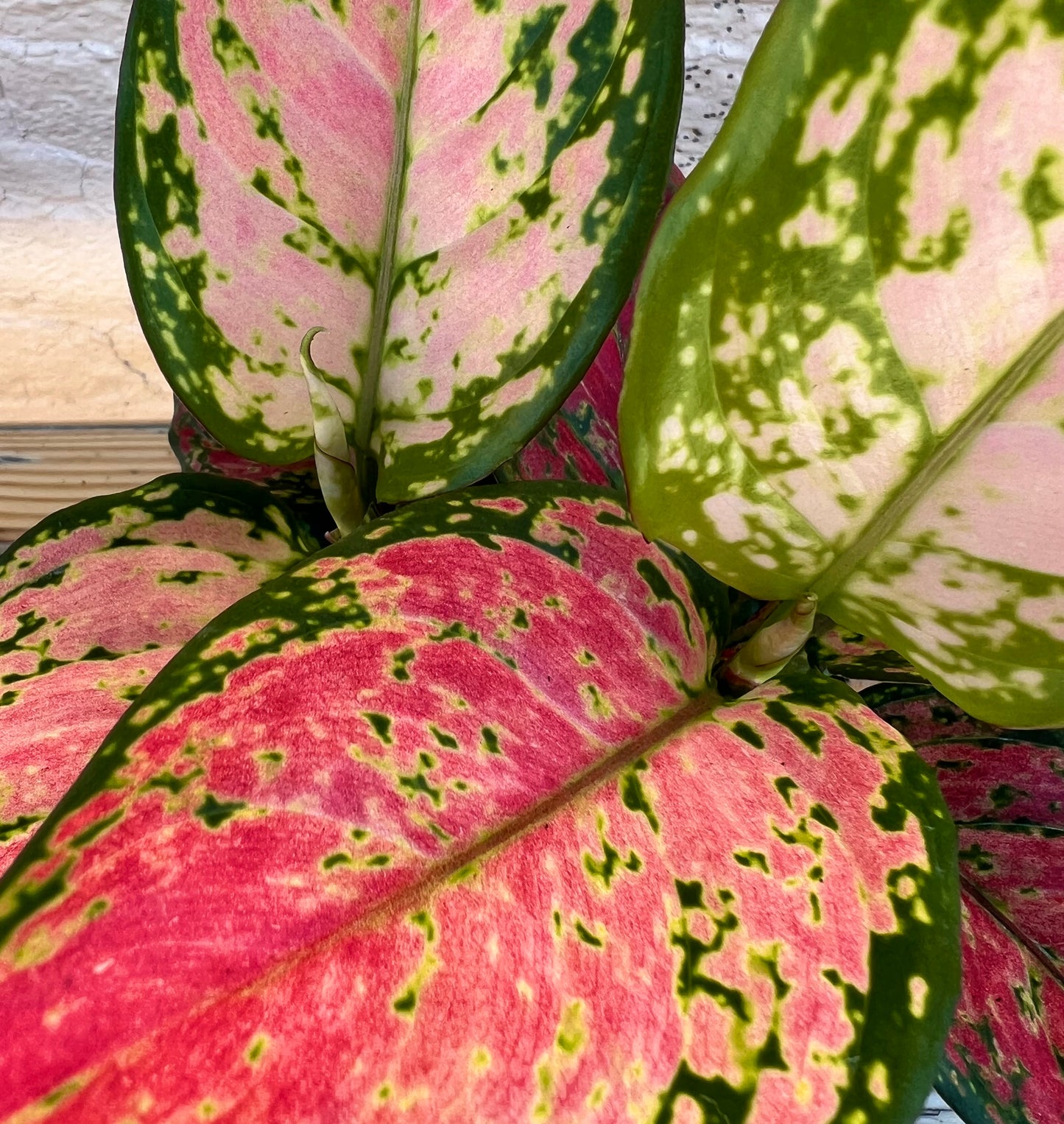 Aglaonema 'Red Valentine'