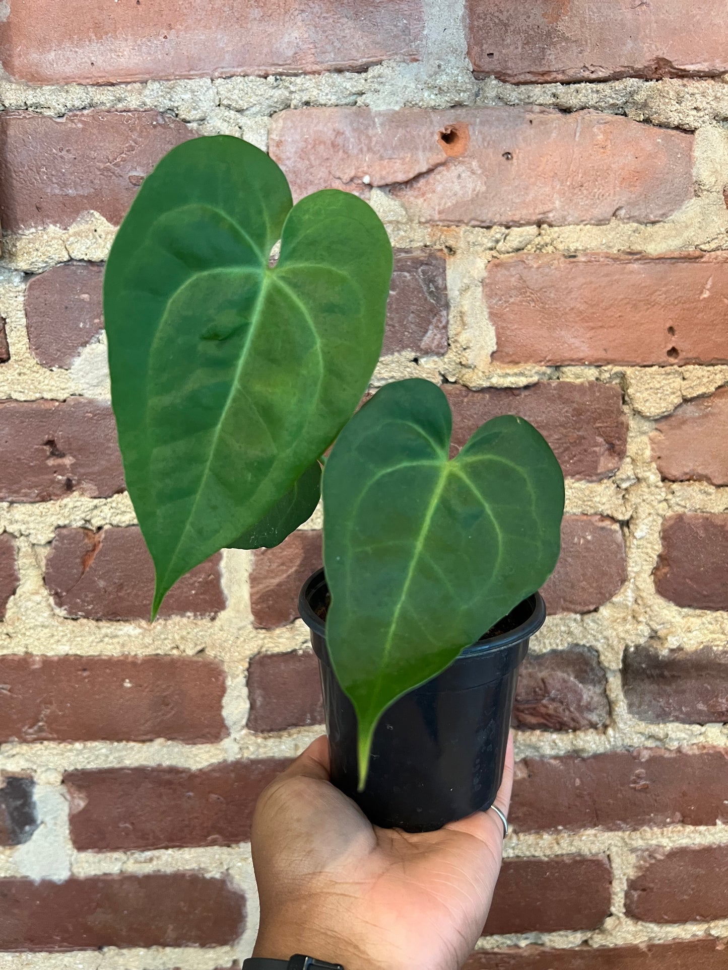 Anthurium Clarinervium Hybrid