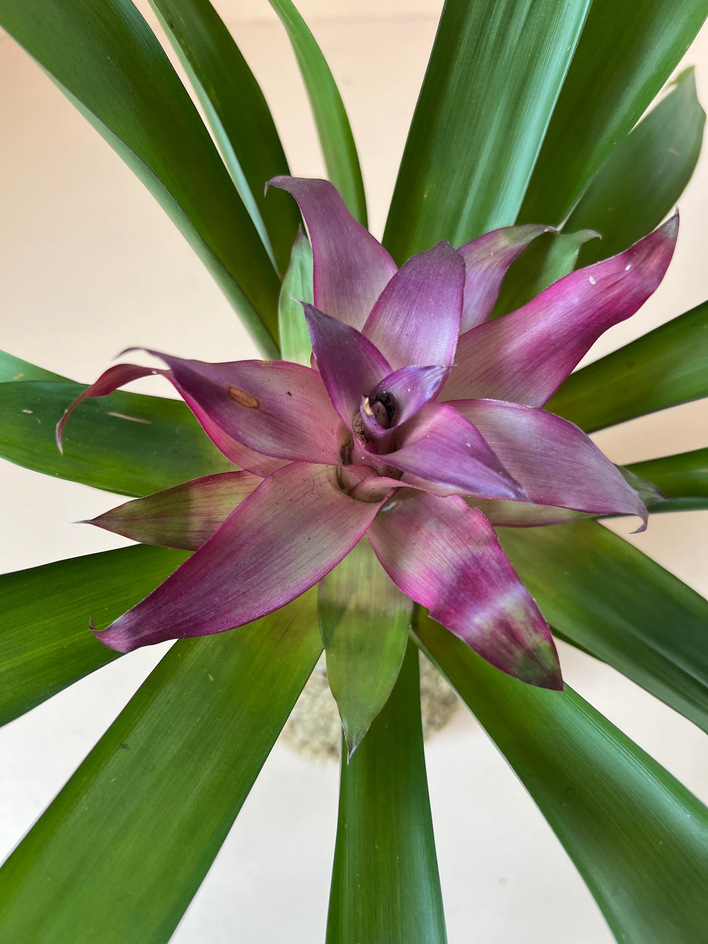 Guzmania Bromeliad Kokedama (Seated)