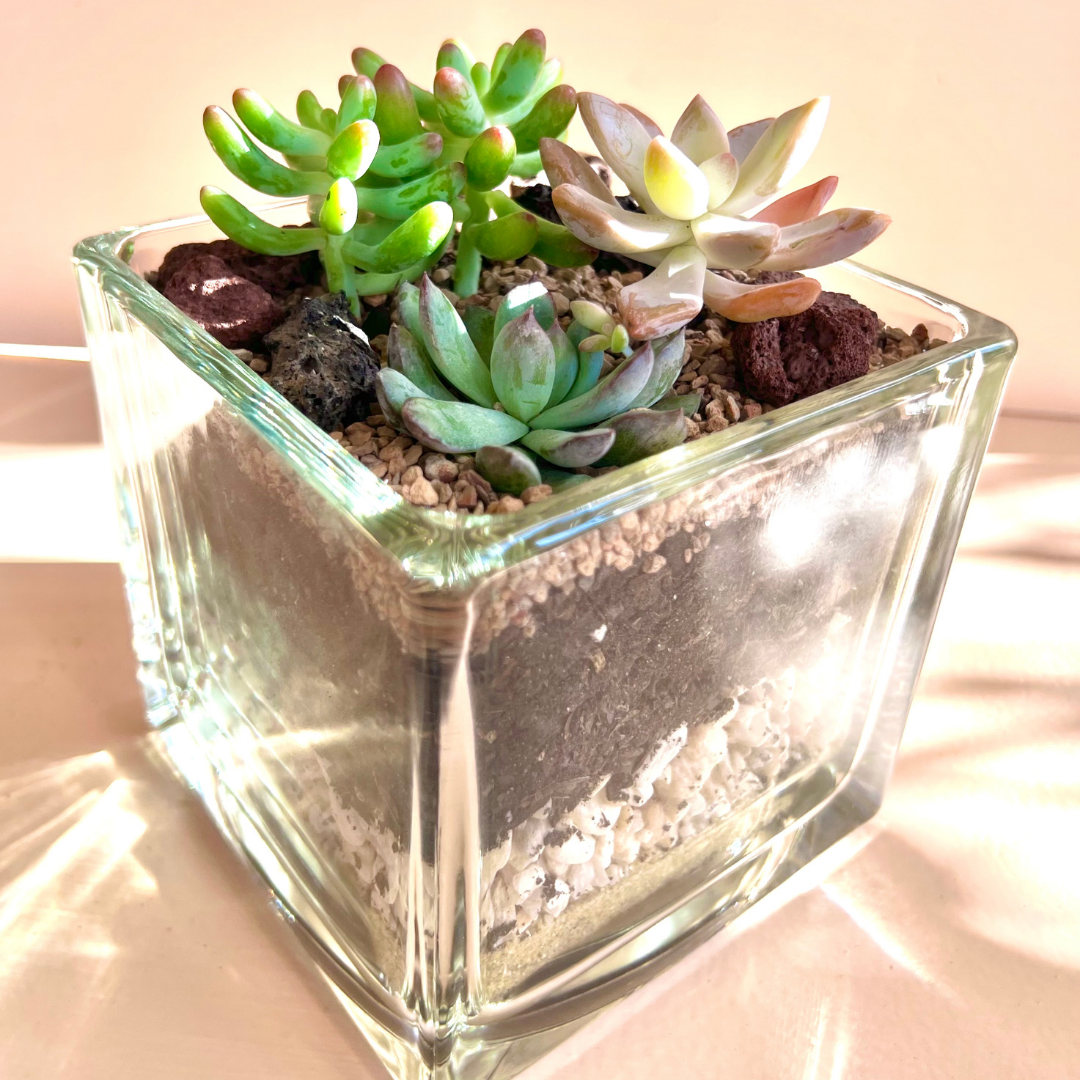 cube succulent Succulent Cube Terrarium